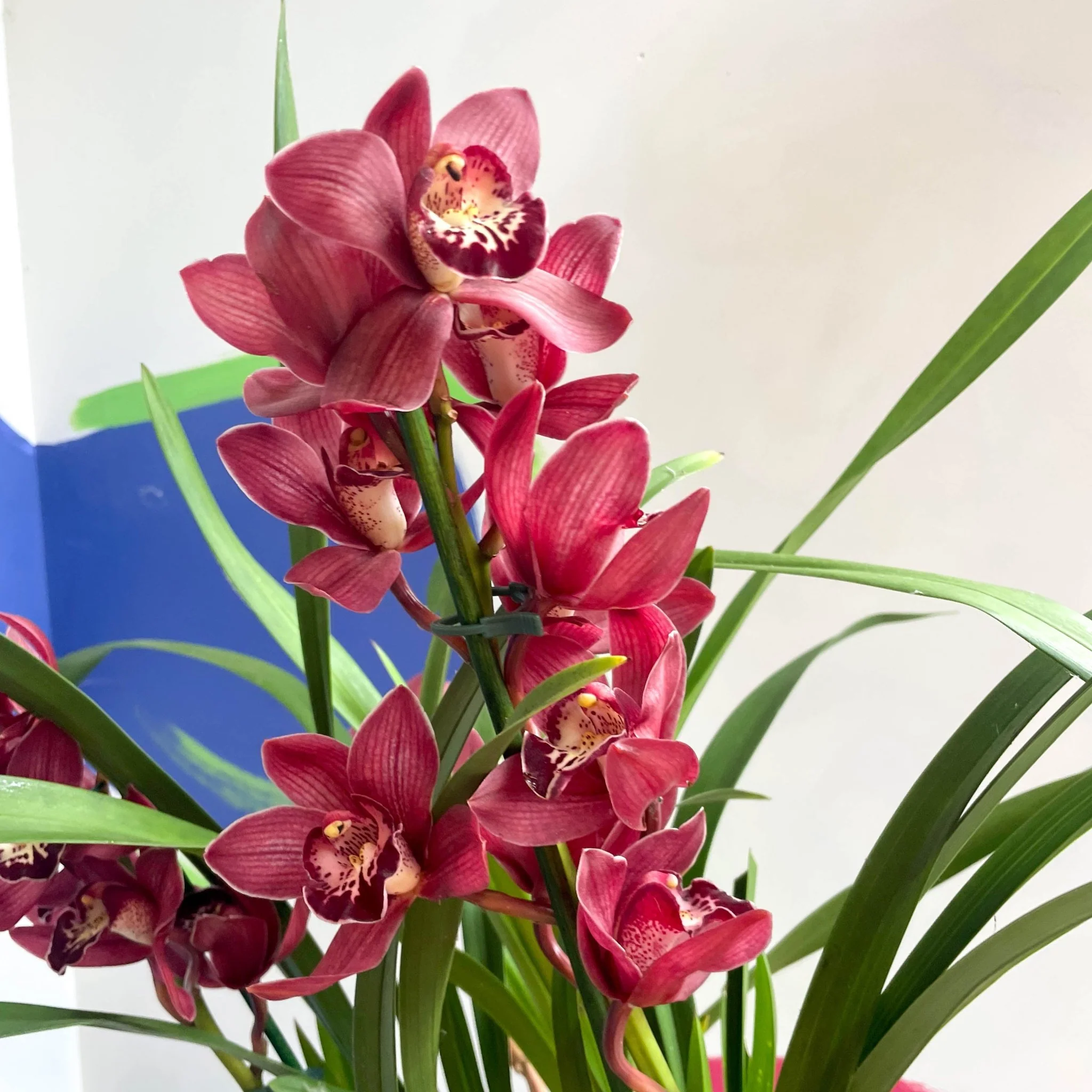 Boat Orchid - Cymbidium 'Red Beauty' - Image 3