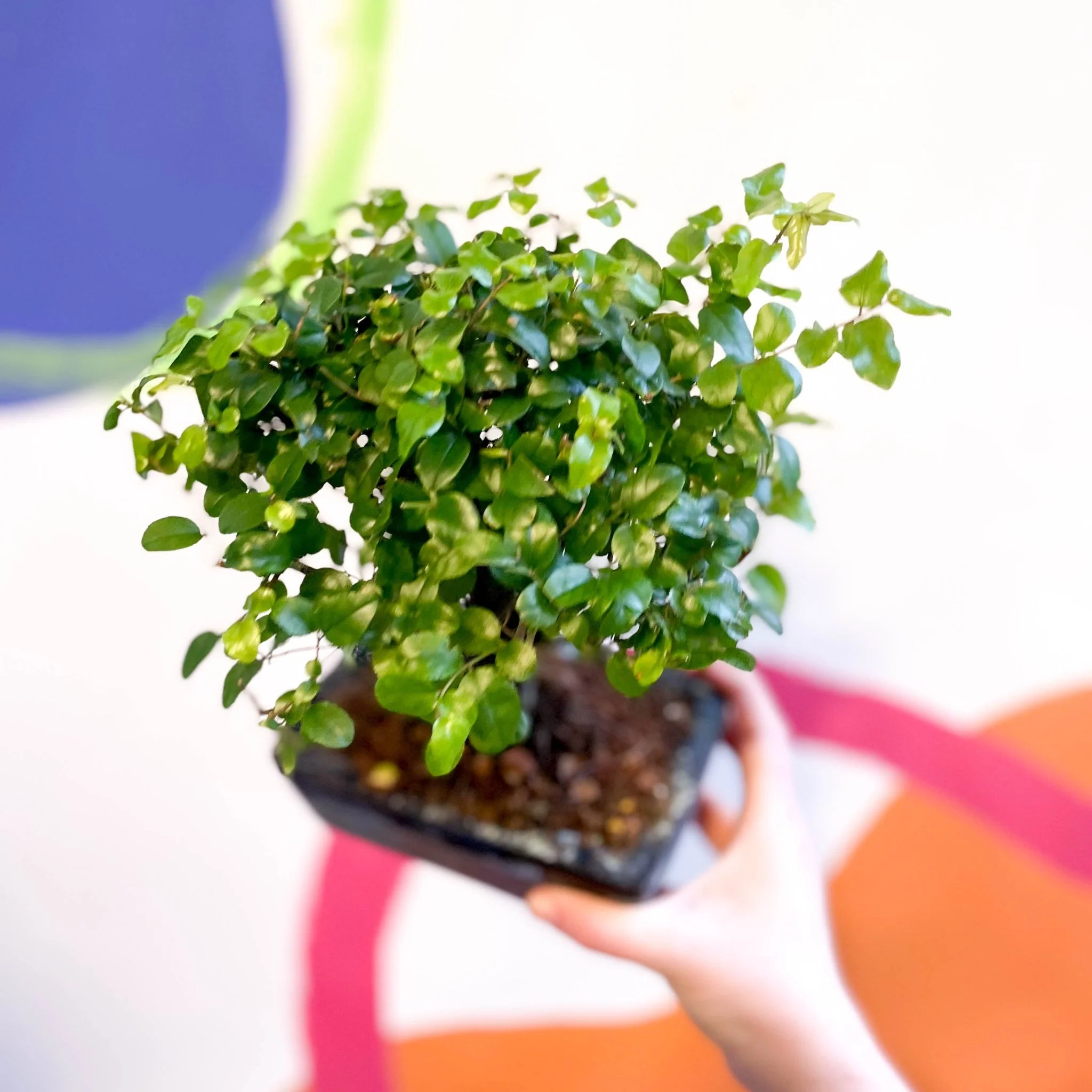 Bonsai - Sageretia theezans - Chinese Sweet Plum - Image 3