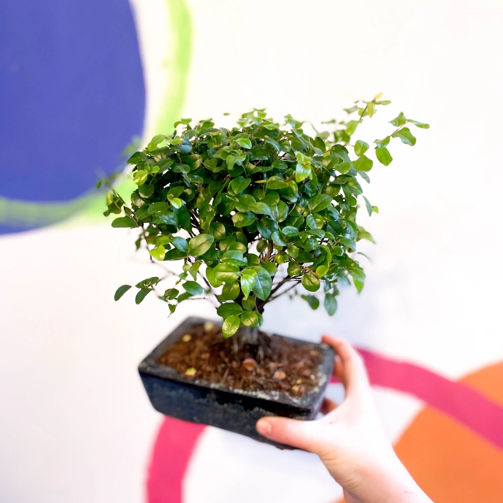 Bonsai - Sageretia theezans - Chinese Sweet Plum - Image 4