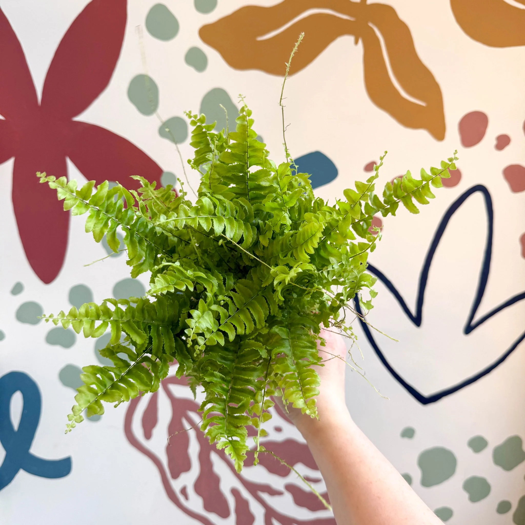 Nephrolepis exaltata 'Boston Blue Bell' - Boston Fern