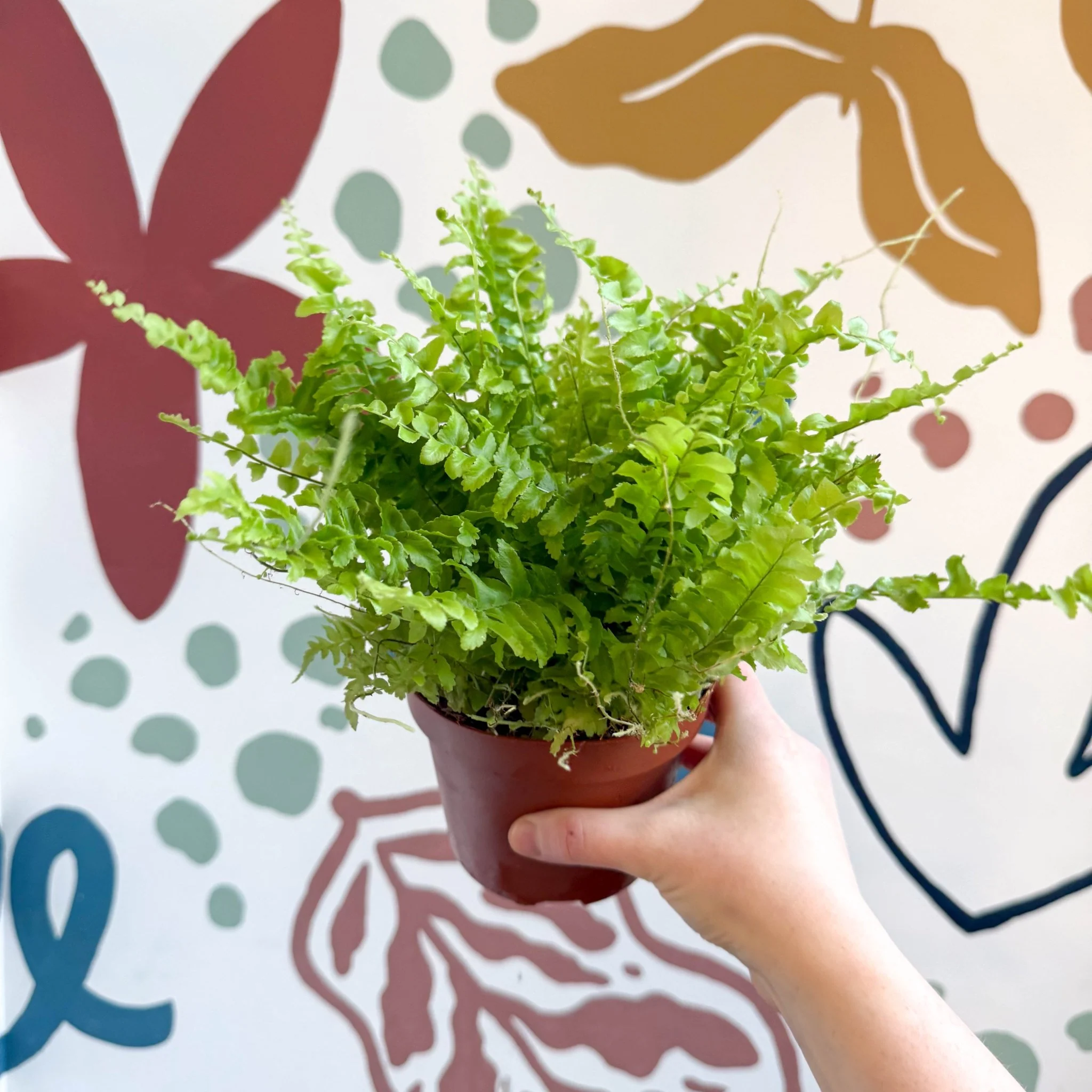 Nephrolepis exaltata 'Boston Blue Bell' - Boston Fern - Image 10