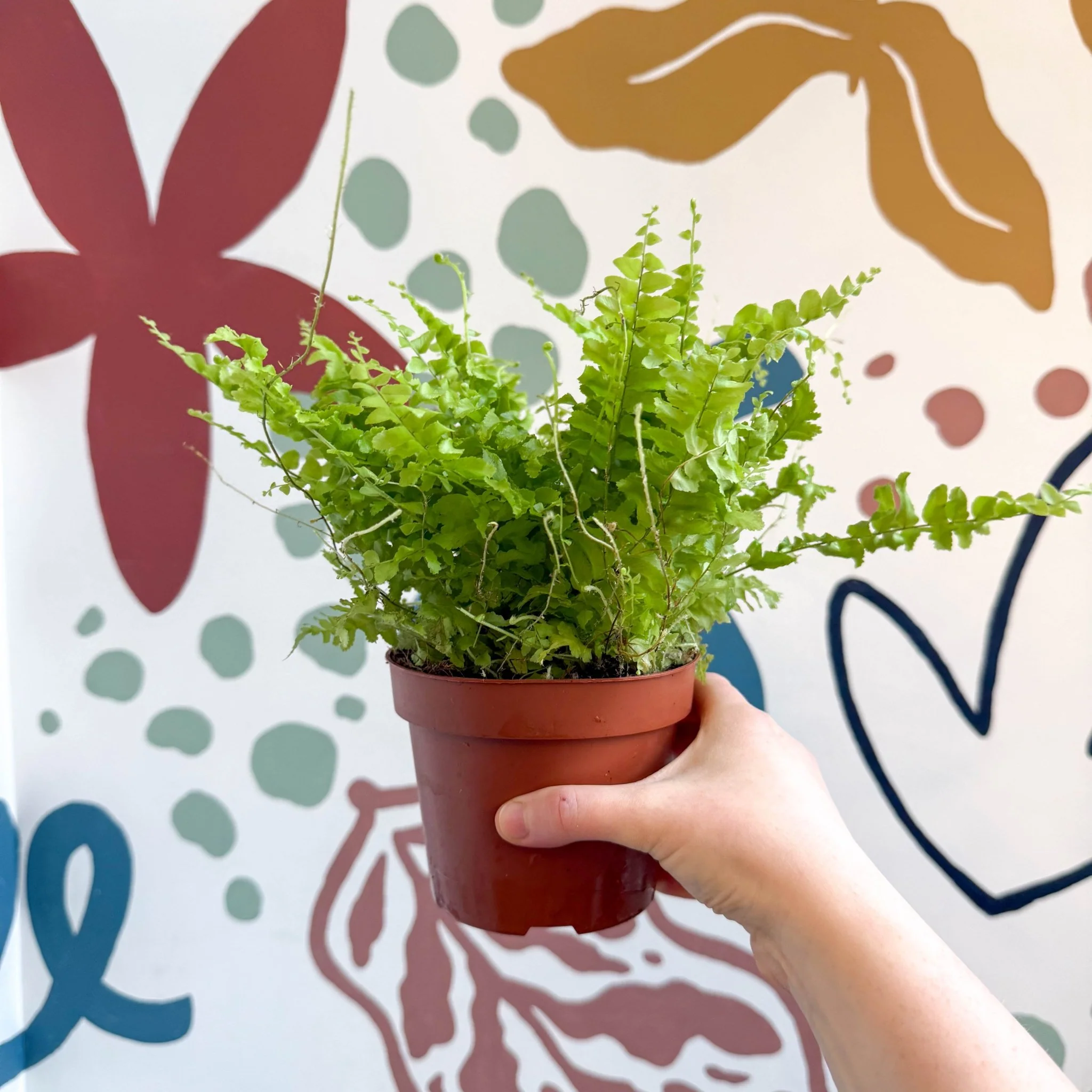 Nephrolepis exaltata 'Boston Blue Bell' - Boston Fern - Image 11