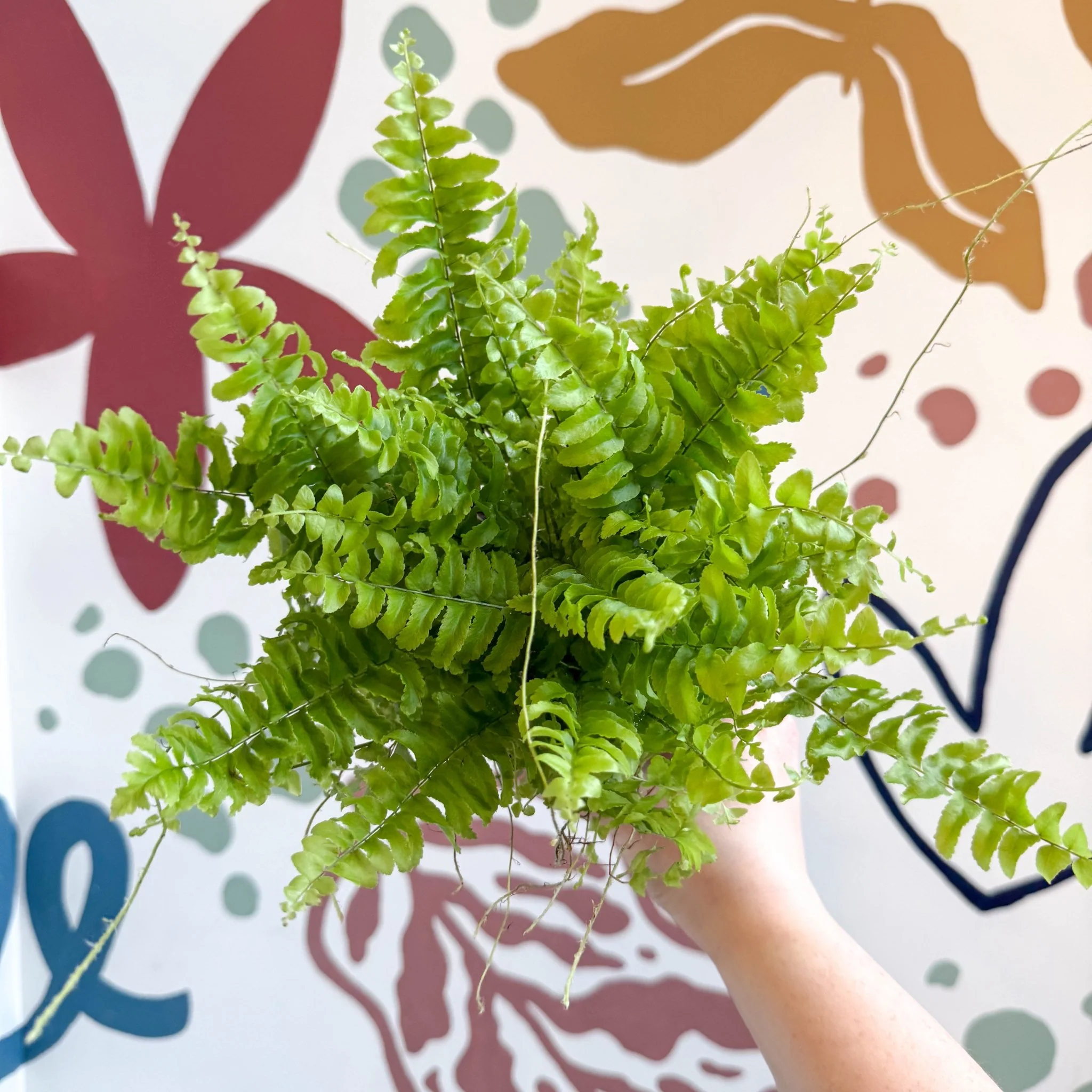 Nephrolepis exaltata 'Boston Blue Bell' - Boston Fern - Image 12