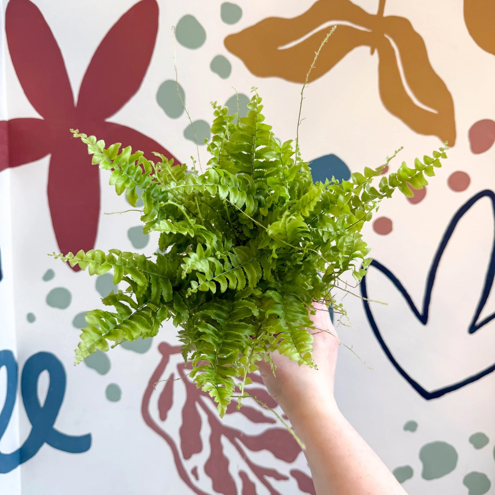 Nephrolepis exaltata 'Boston Blue Bell' - Boston Fern - Image 2