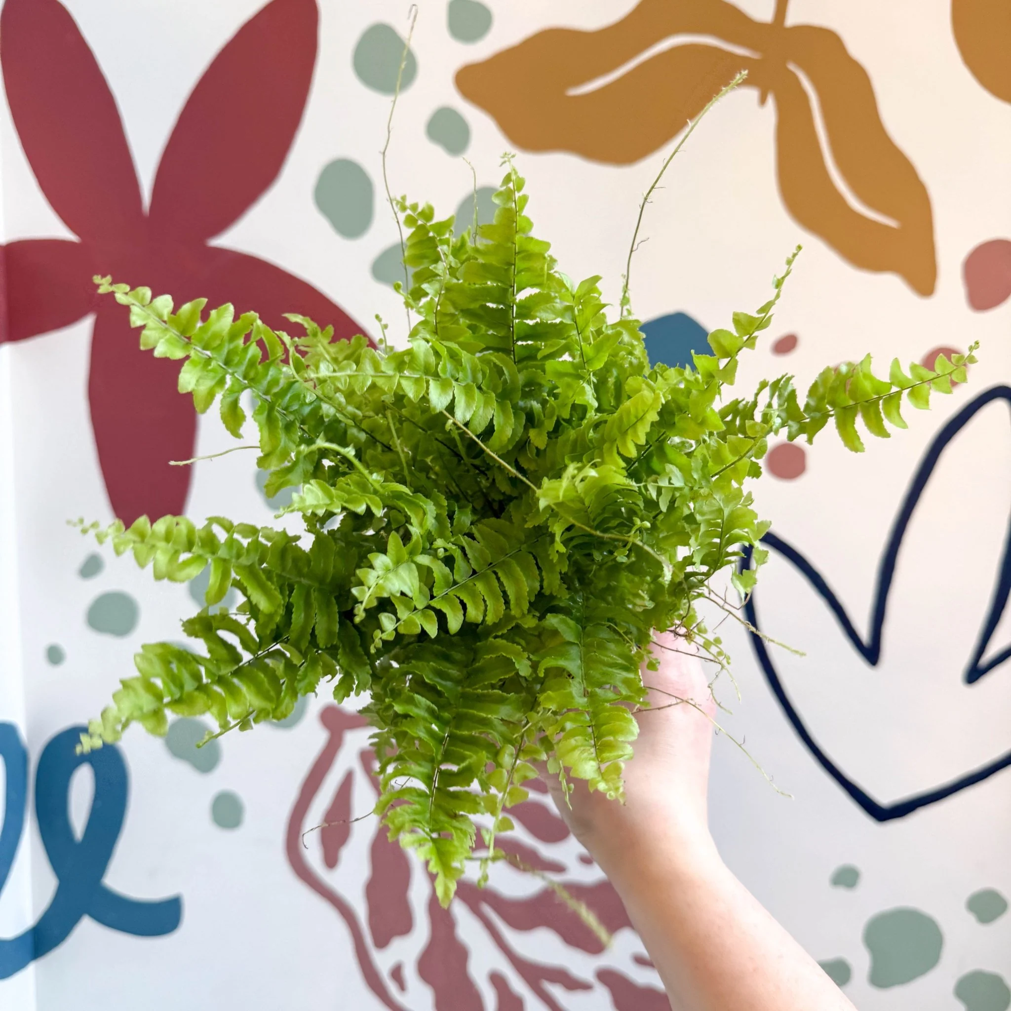 Nephrolepis exaltata 'Boston Blue Bell' - Boston Fern - Image 4