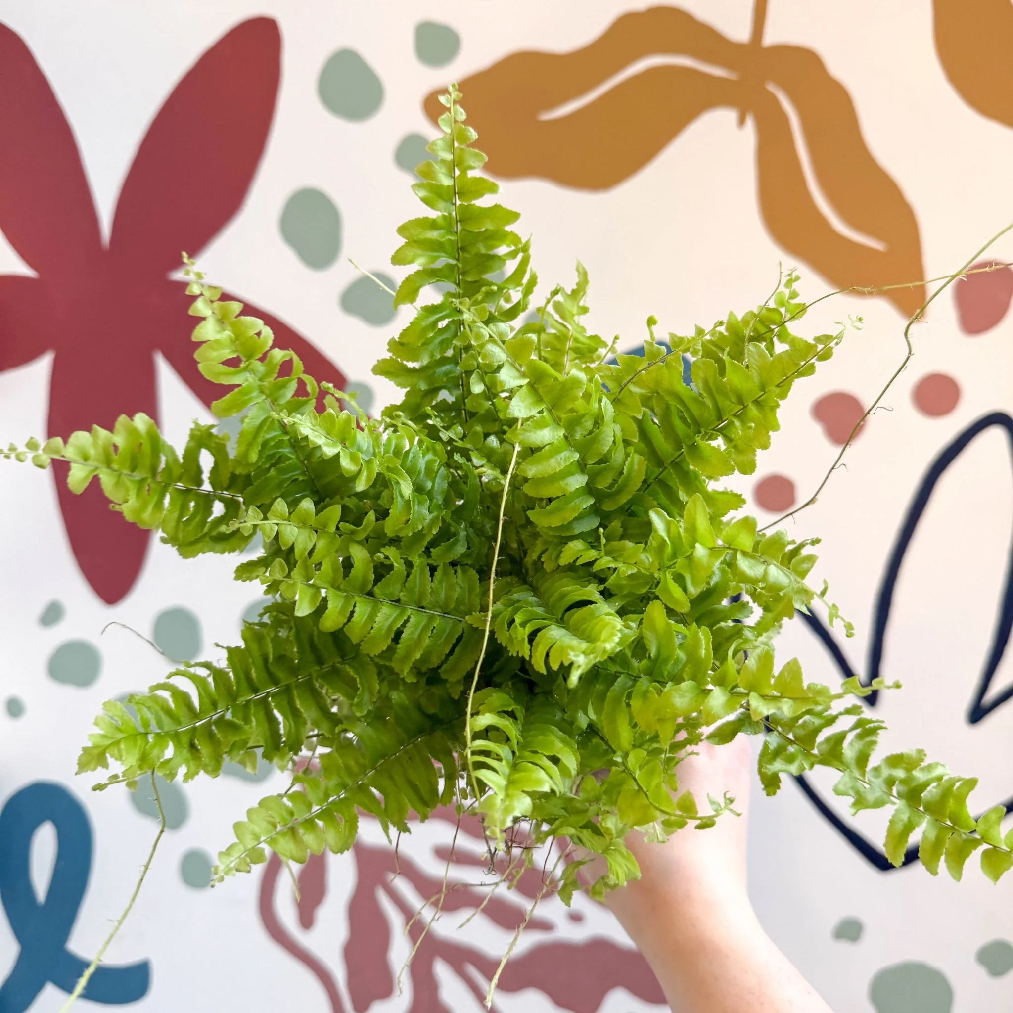 Nephrolepis exaltata 'Boston Blue Bell' - Boston Fern - Image 5