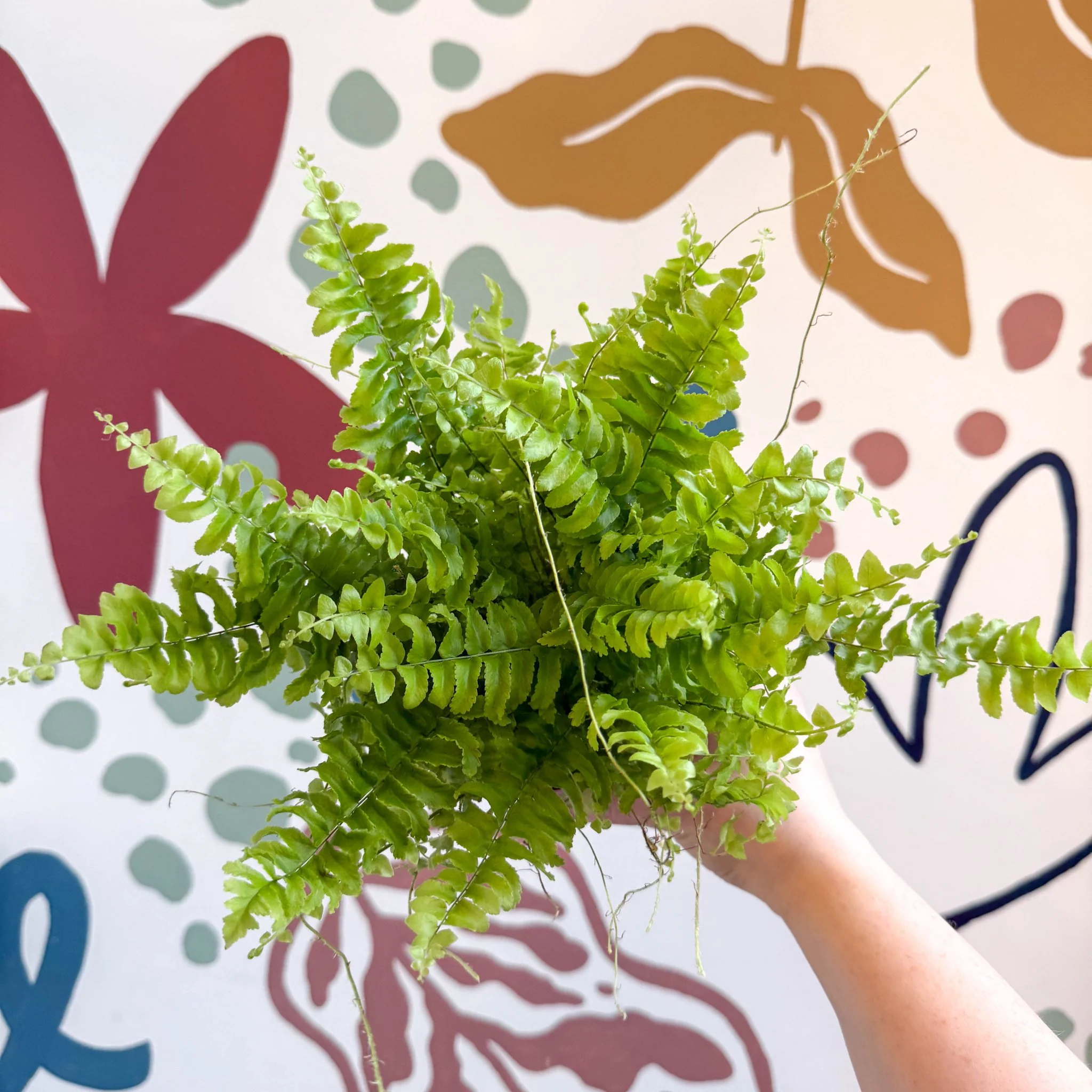 Nephrolepis exaltata 'Boston Blue Bell' - Boston Fern - Image 6