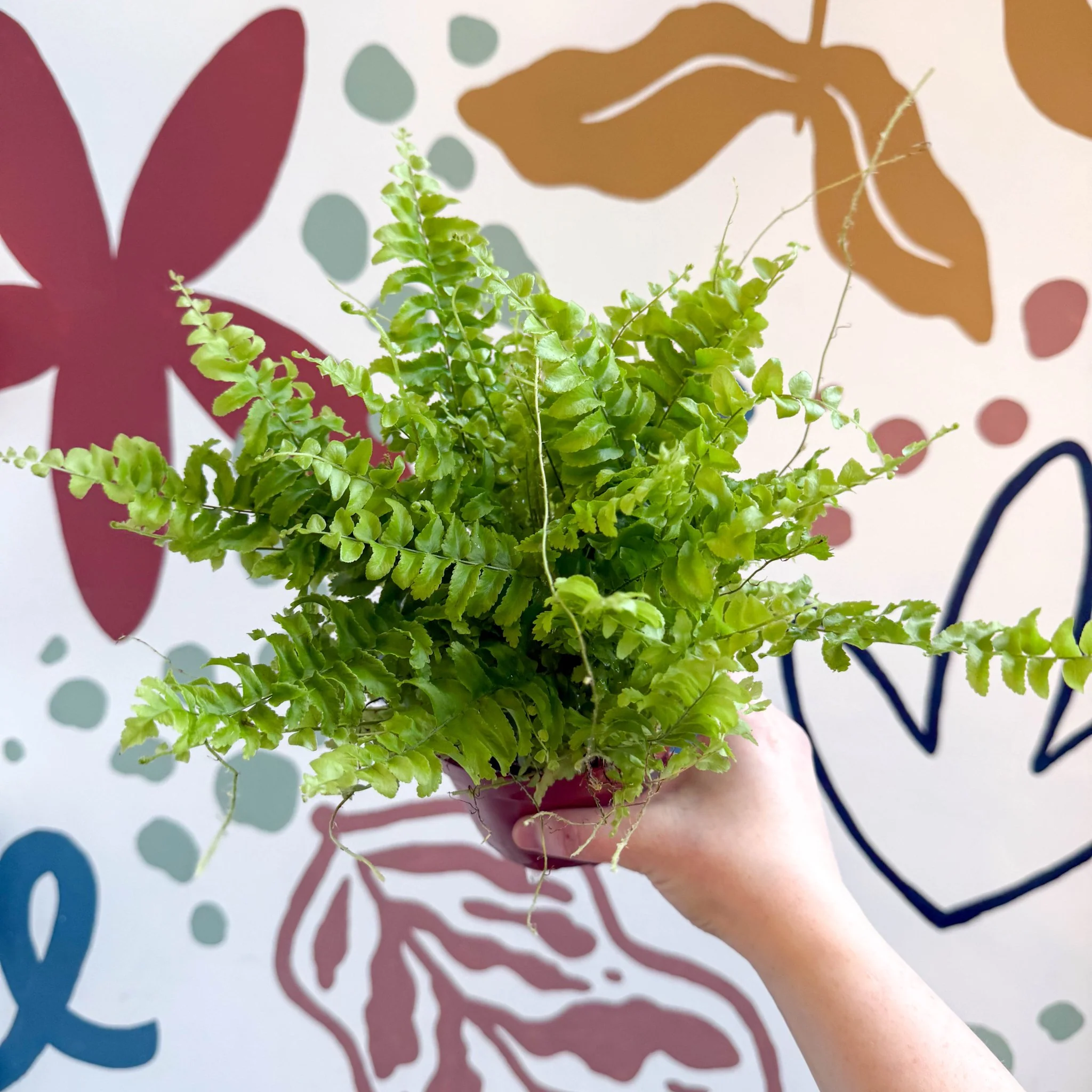 Nephrolepis exaltata 'Boston Blue Bell' - Boston Fern - Image 7