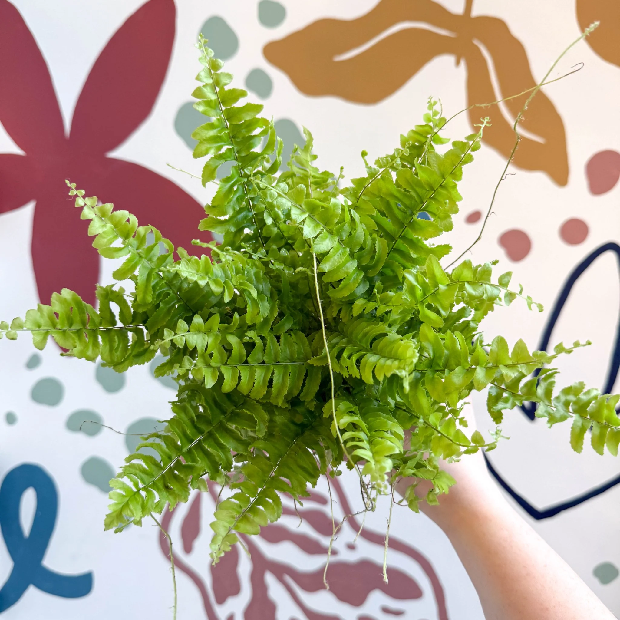 Nephrolepis exaltata 'Boston Blue Bell' - Boston Fern - Image 8