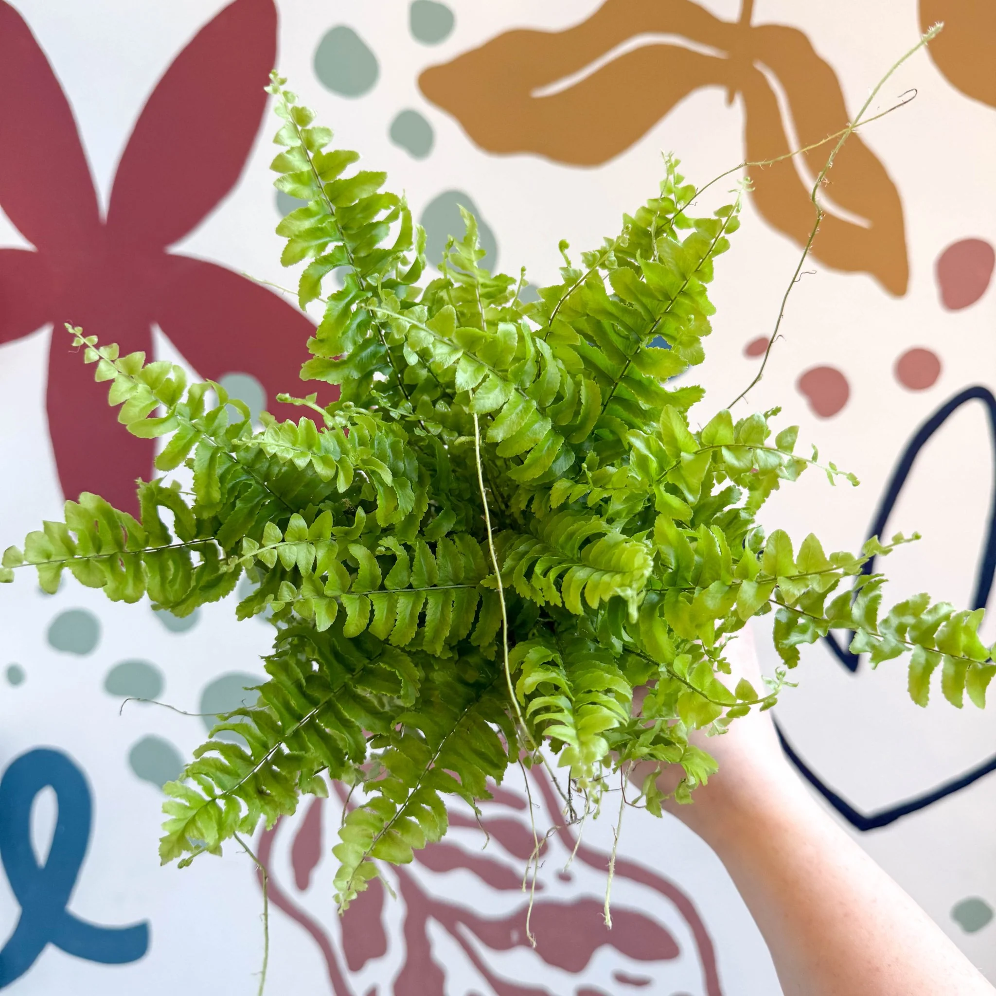 Nephrolepis exaltata 'Boston Blue Bell' - Boston Fern - Image 9