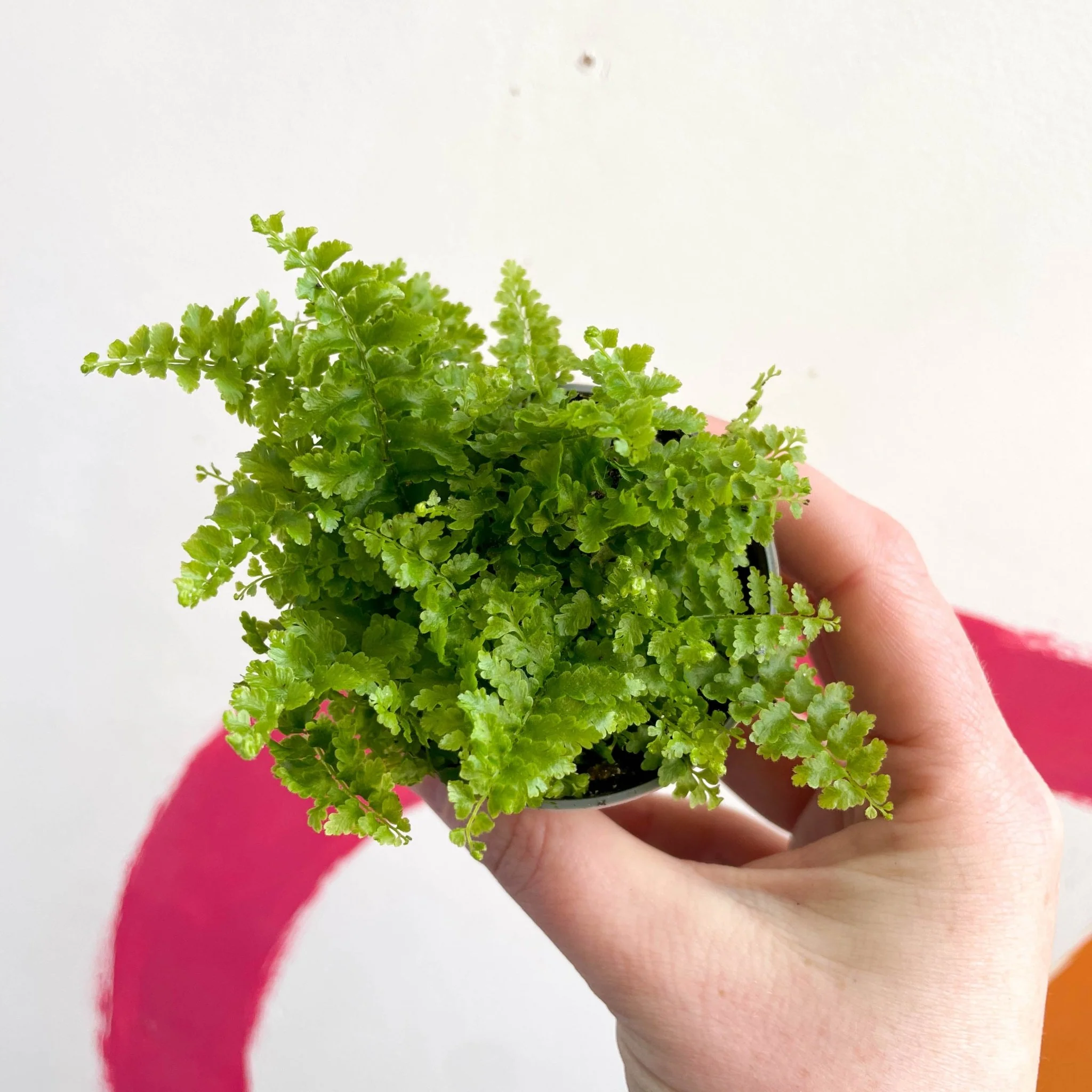 Nephrolepis exaltata 'Fluffy Ruffle' - Boston Fern