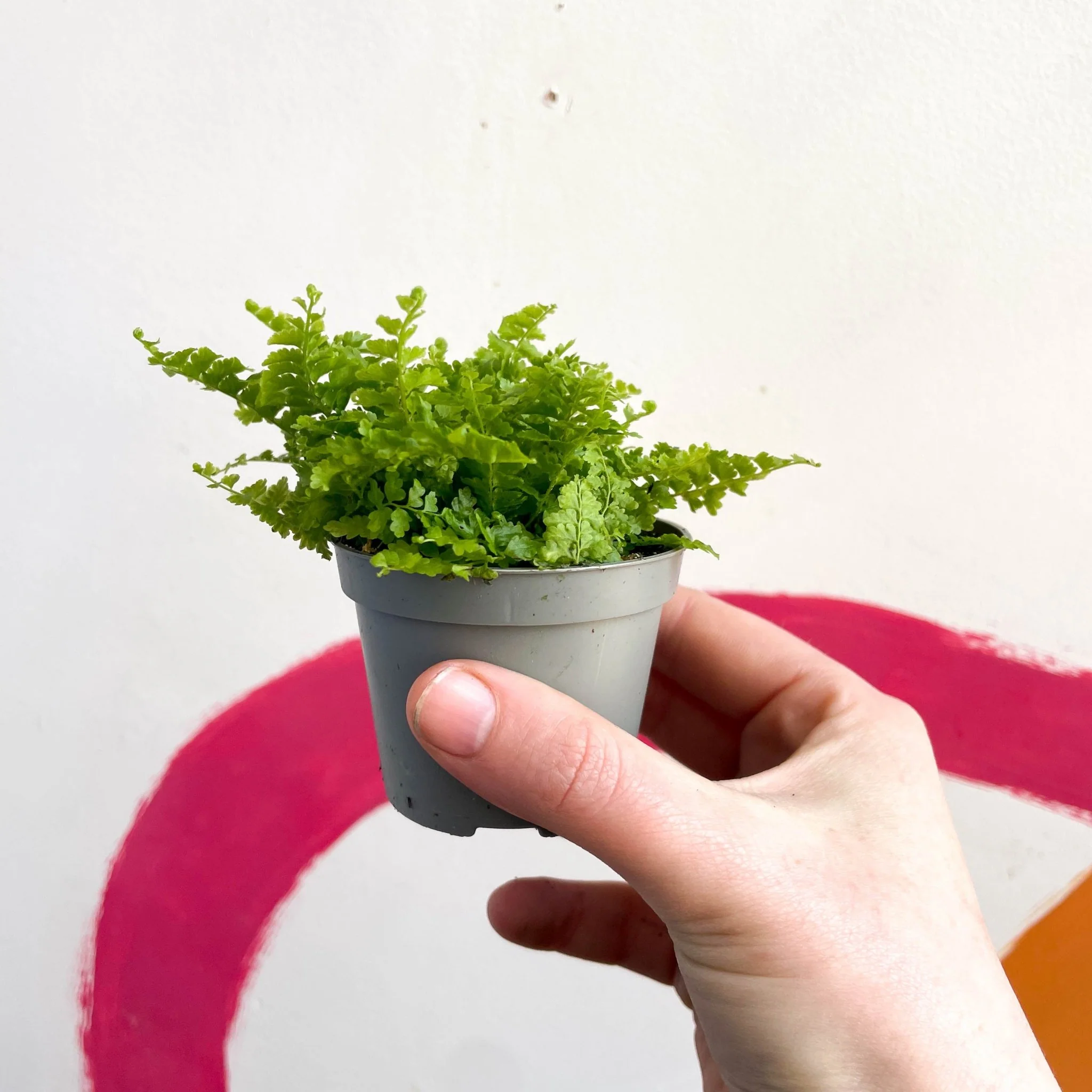 Nephrolepis exaltata 'Fluffy Ruffle' - Boston Fern - Image 2