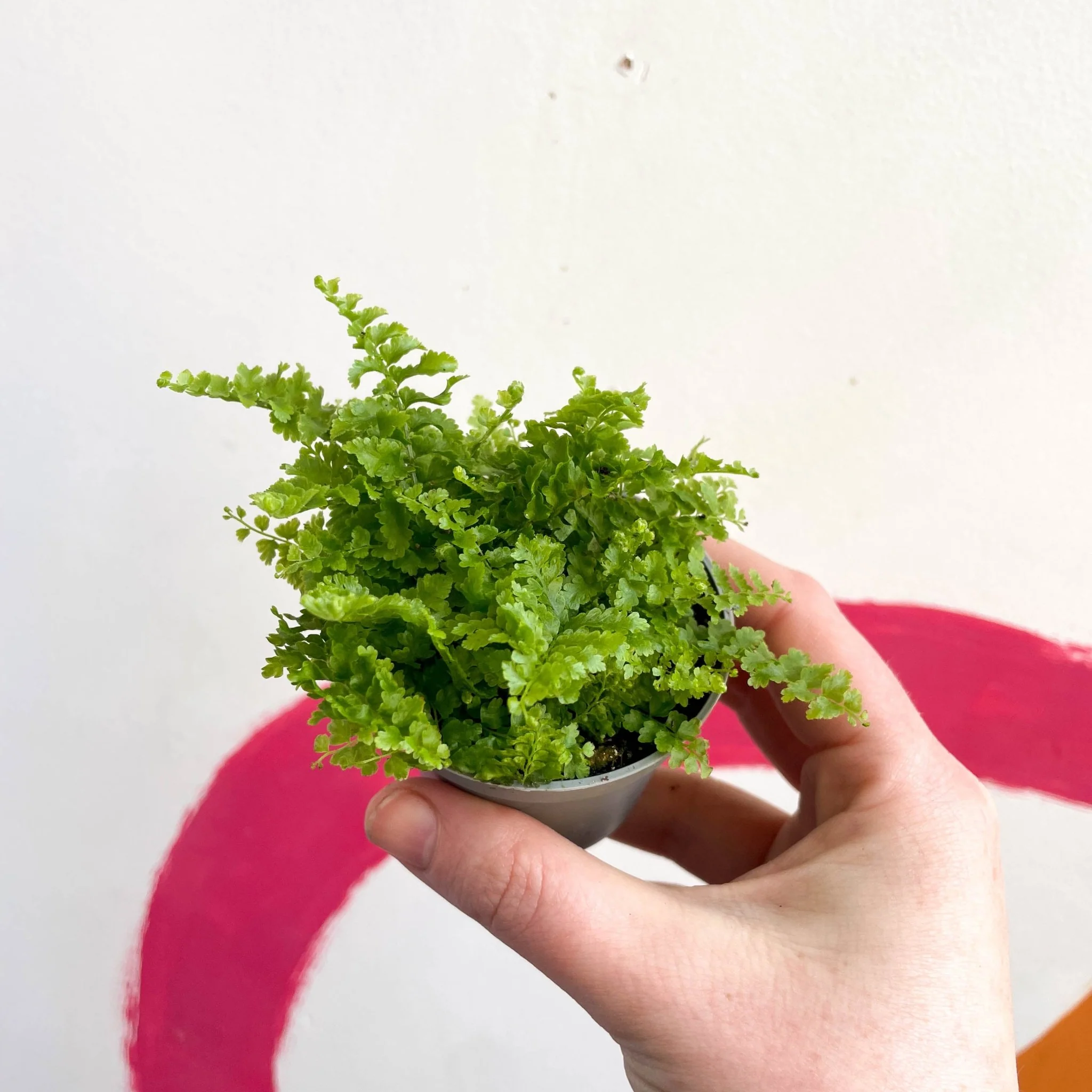Nephrolepis exaltata 'Fluffy Ruffle' - Boston Fern - Image 3