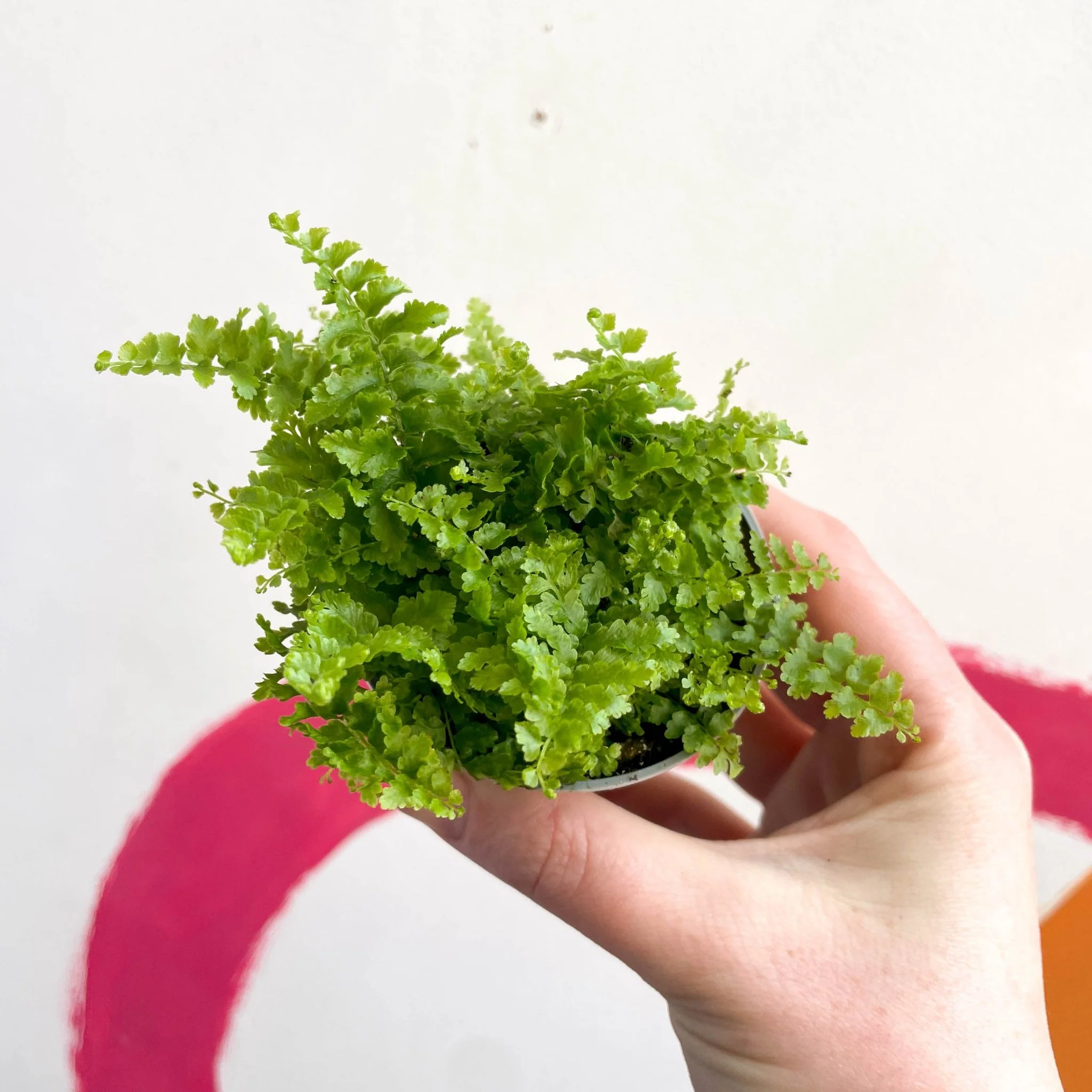 Nephrolepis exaltata 'Fluffy Ruffle' - Boston Fern - Image 4
