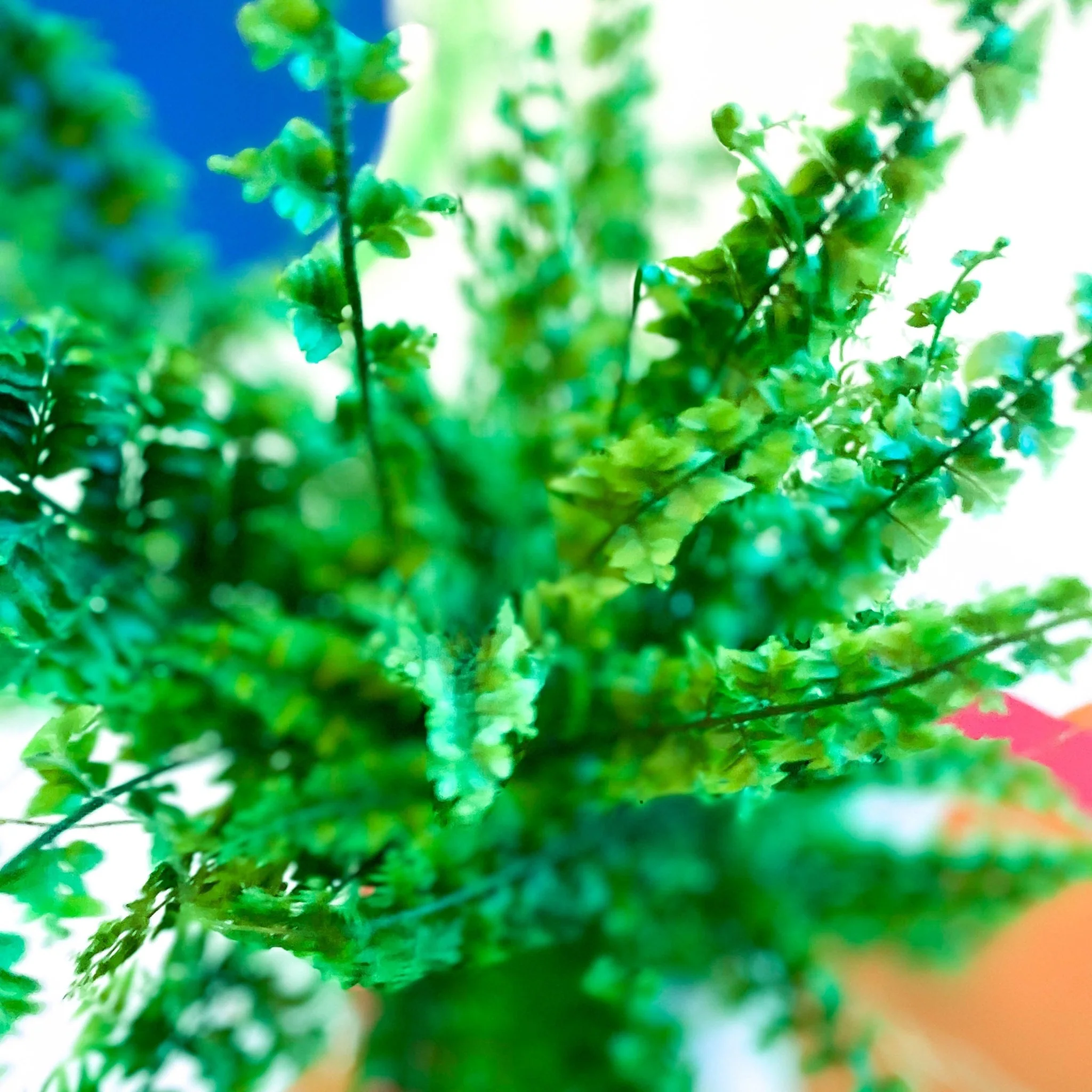 Nephrolepis exaltata 'Green Fantasy' - Boston Fern - Image 10
