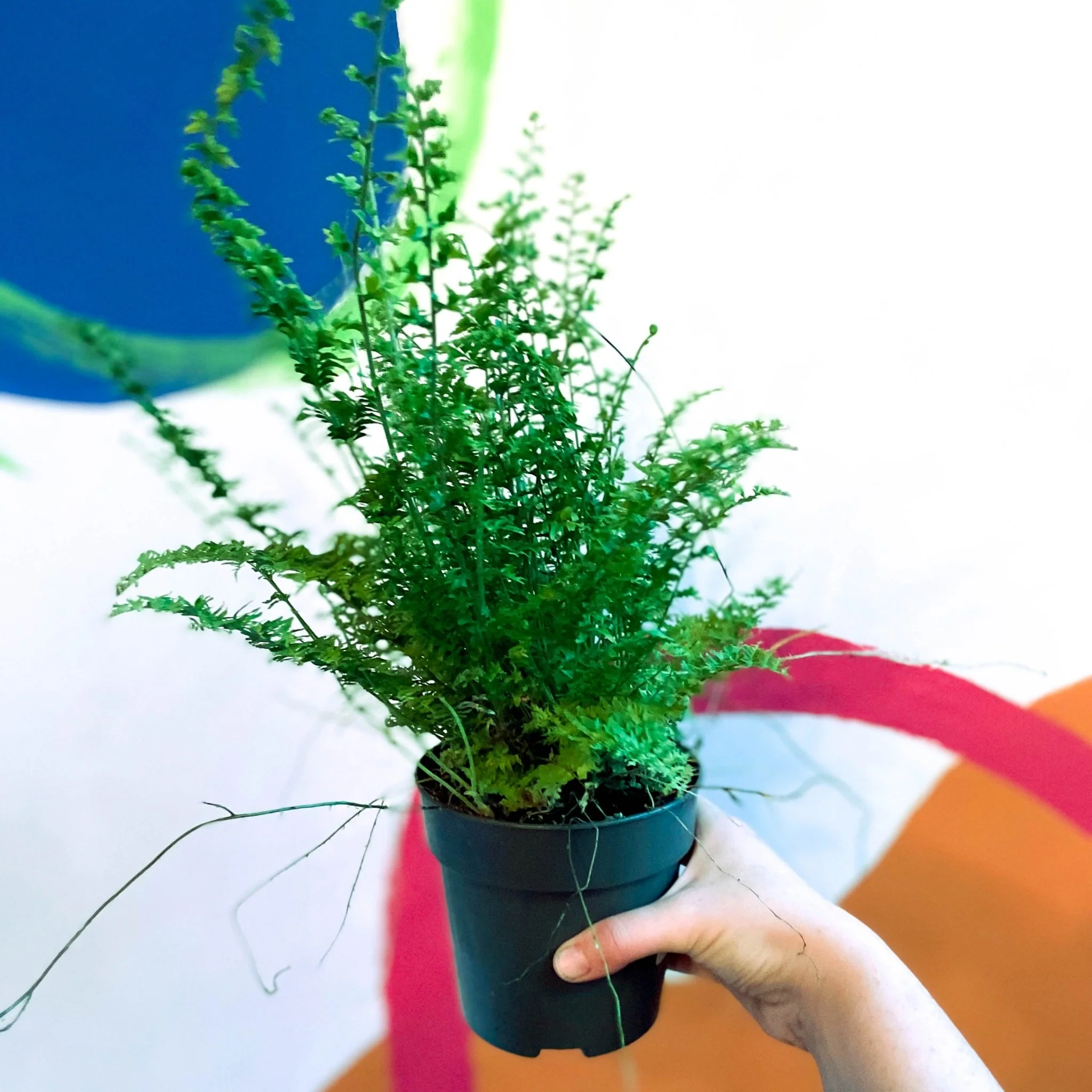 Nephrolepis exaltata 'Green Fantasy' - Boston Fern - Image 11