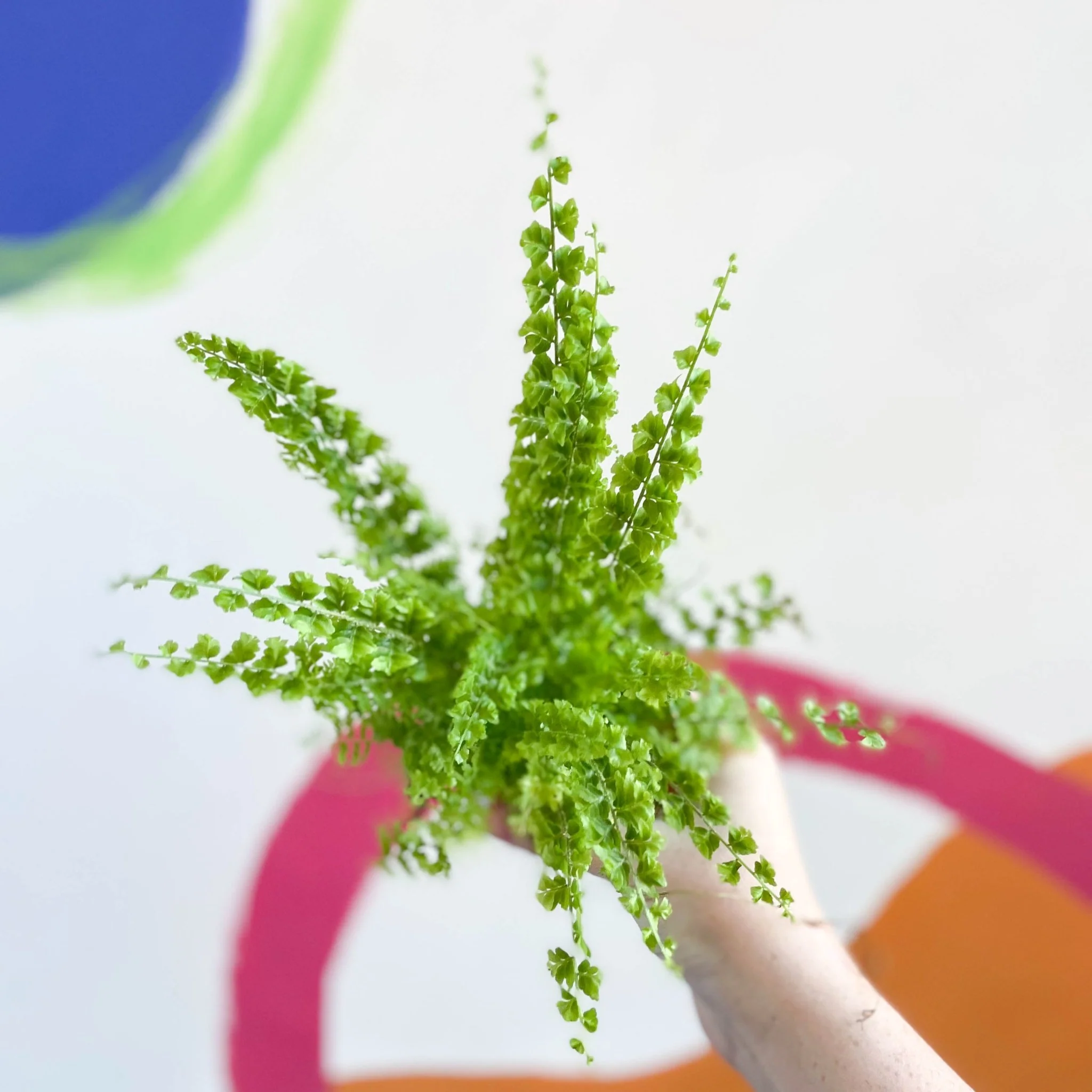 Nephrolepis exaltata 'Green Fantasy' - Boston Fern - Image 3