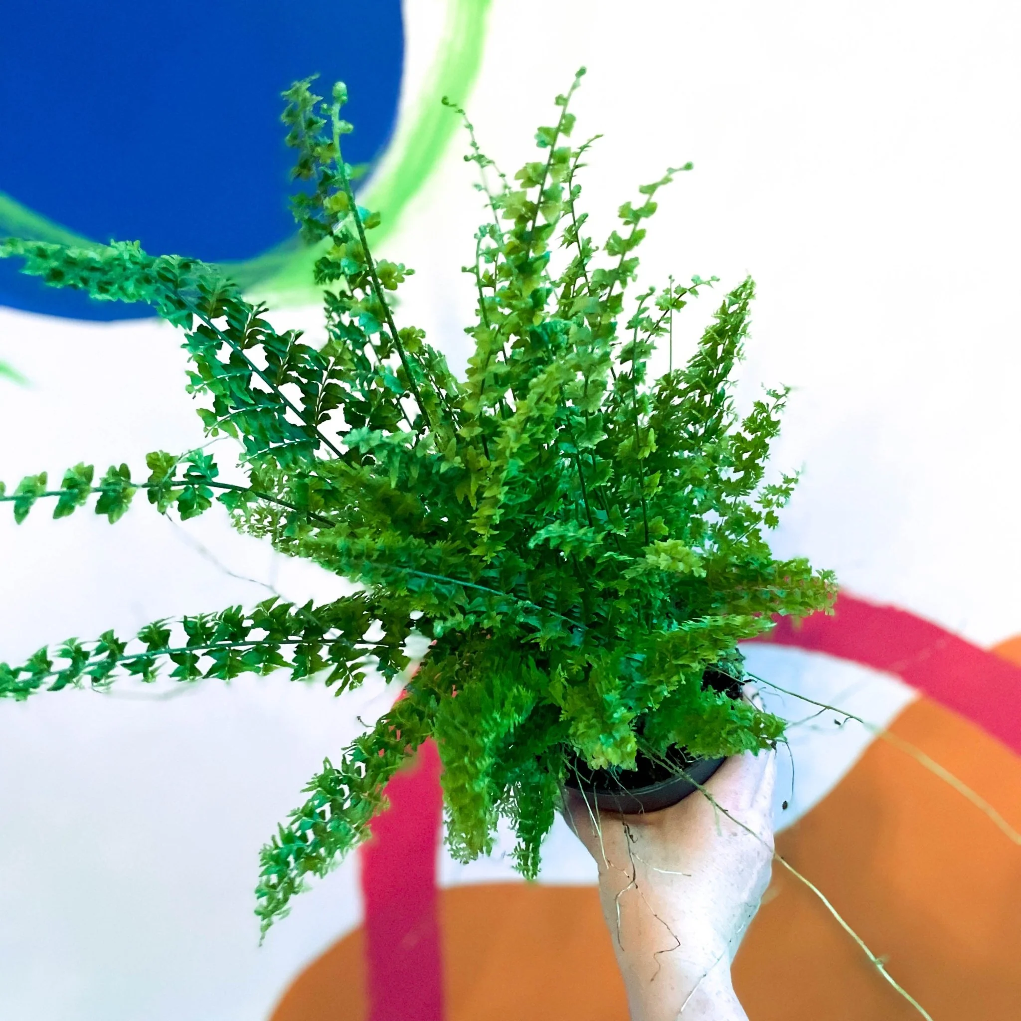 Nephrolepis exaltata 'Green Fantasy' - Boston Fern - Image 4