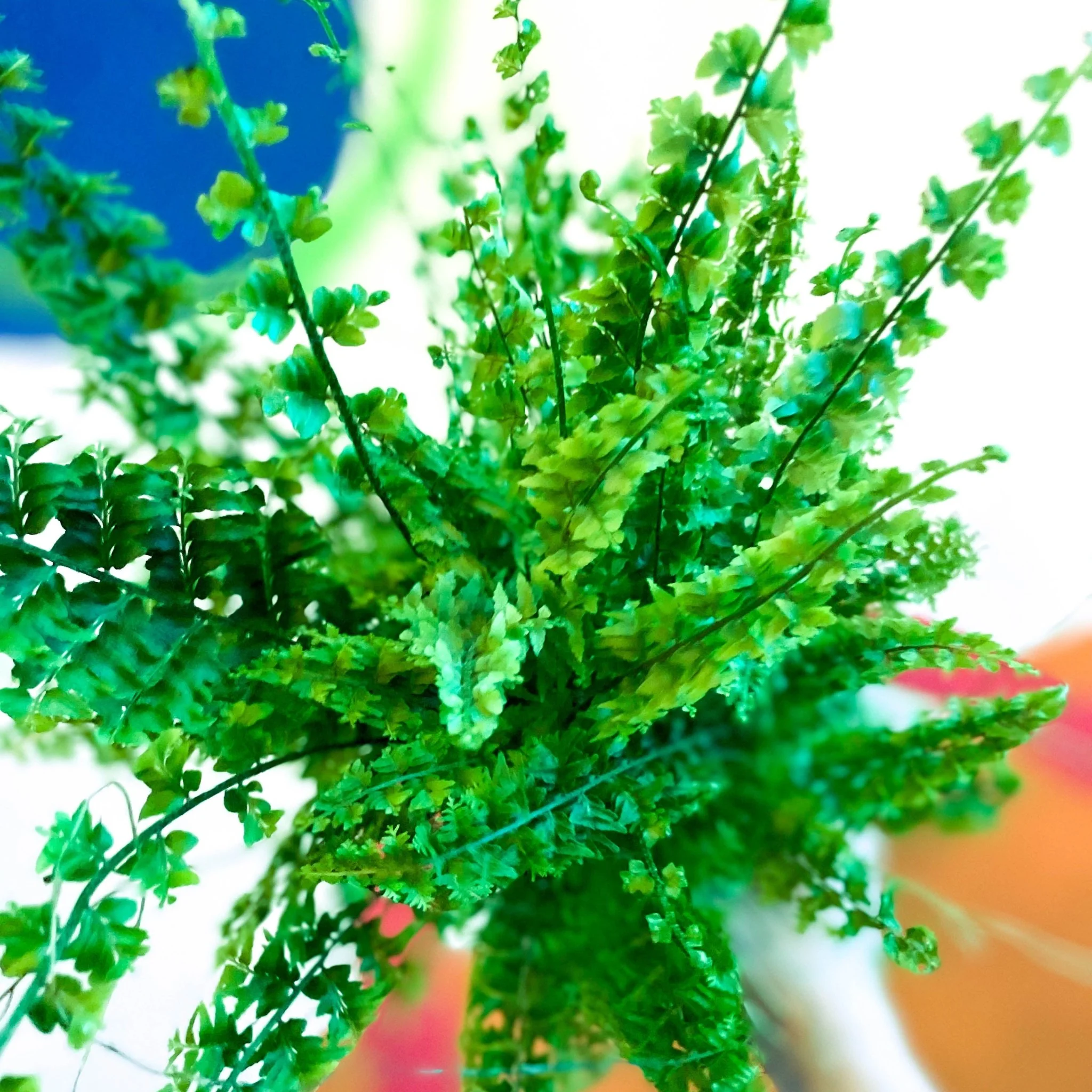 Nephrolepis exaltata 'Green Fantasy' - Boston Fern - Image 5