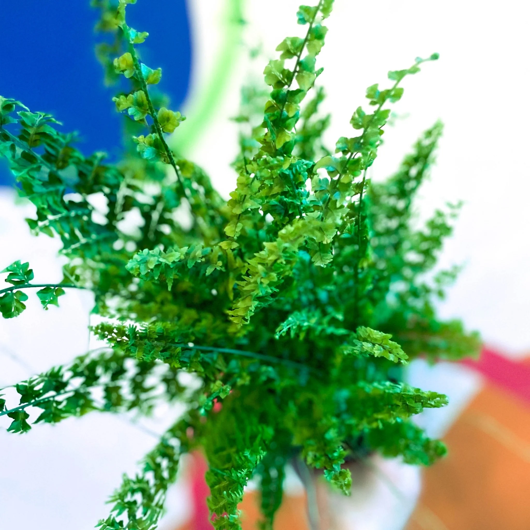 Nephrolepis exaltata 'Green Fantasy' - Boston Fern - Image 6