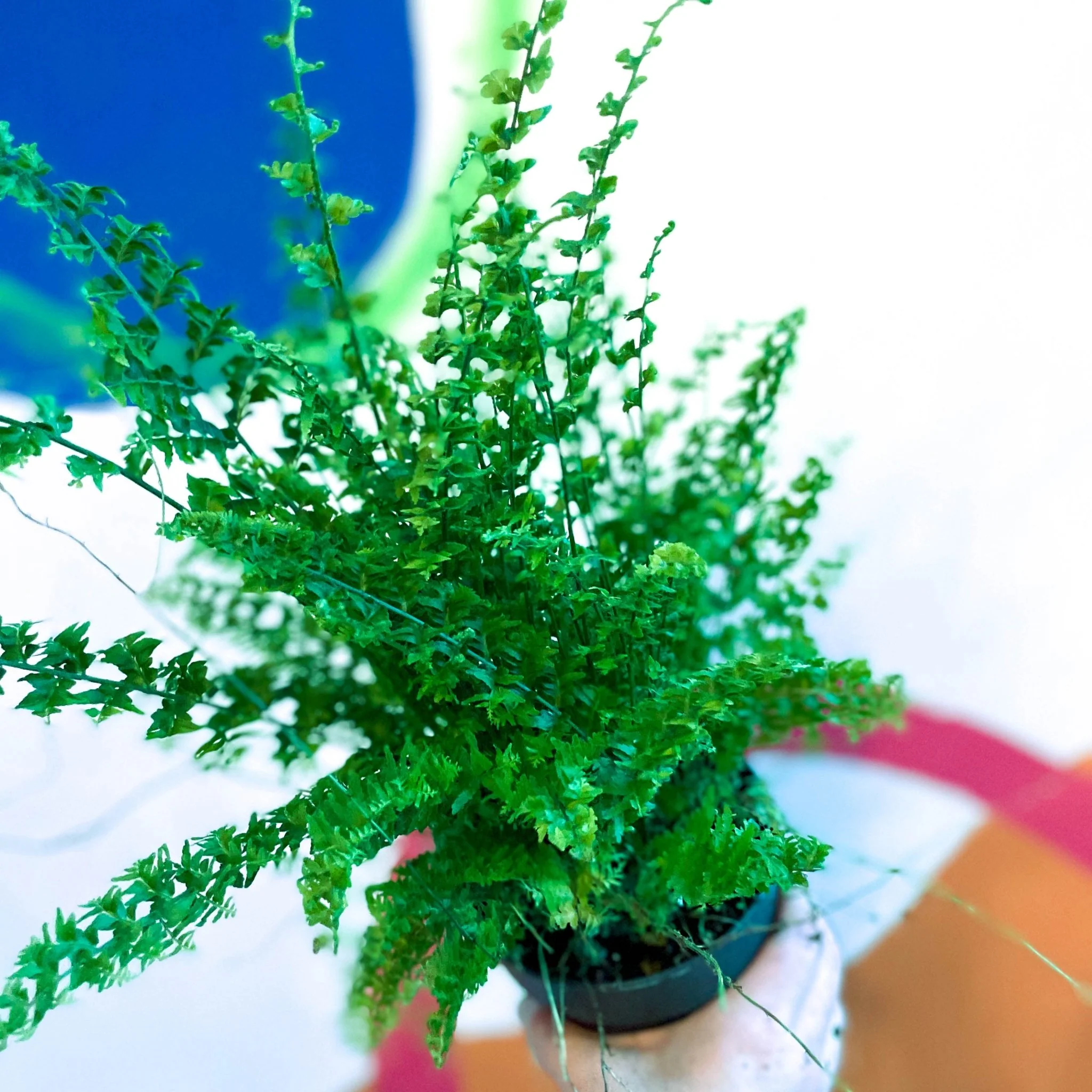 Nephrolepis exaltata 'Green Fantasy' - Boston Fern - Image 7