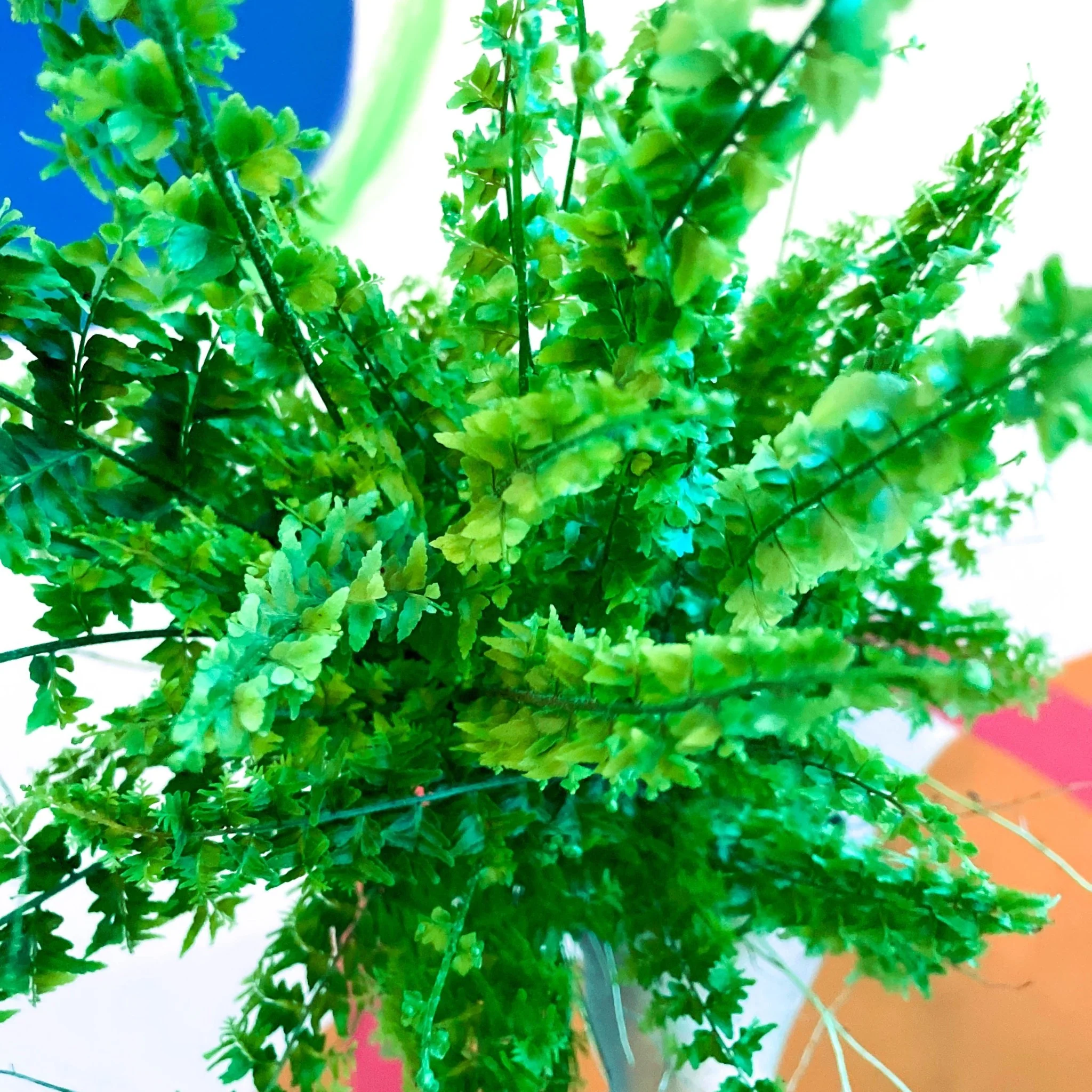 Nephrolepis exaltata 'Green Fantasy' - Boston Fern - Image 8