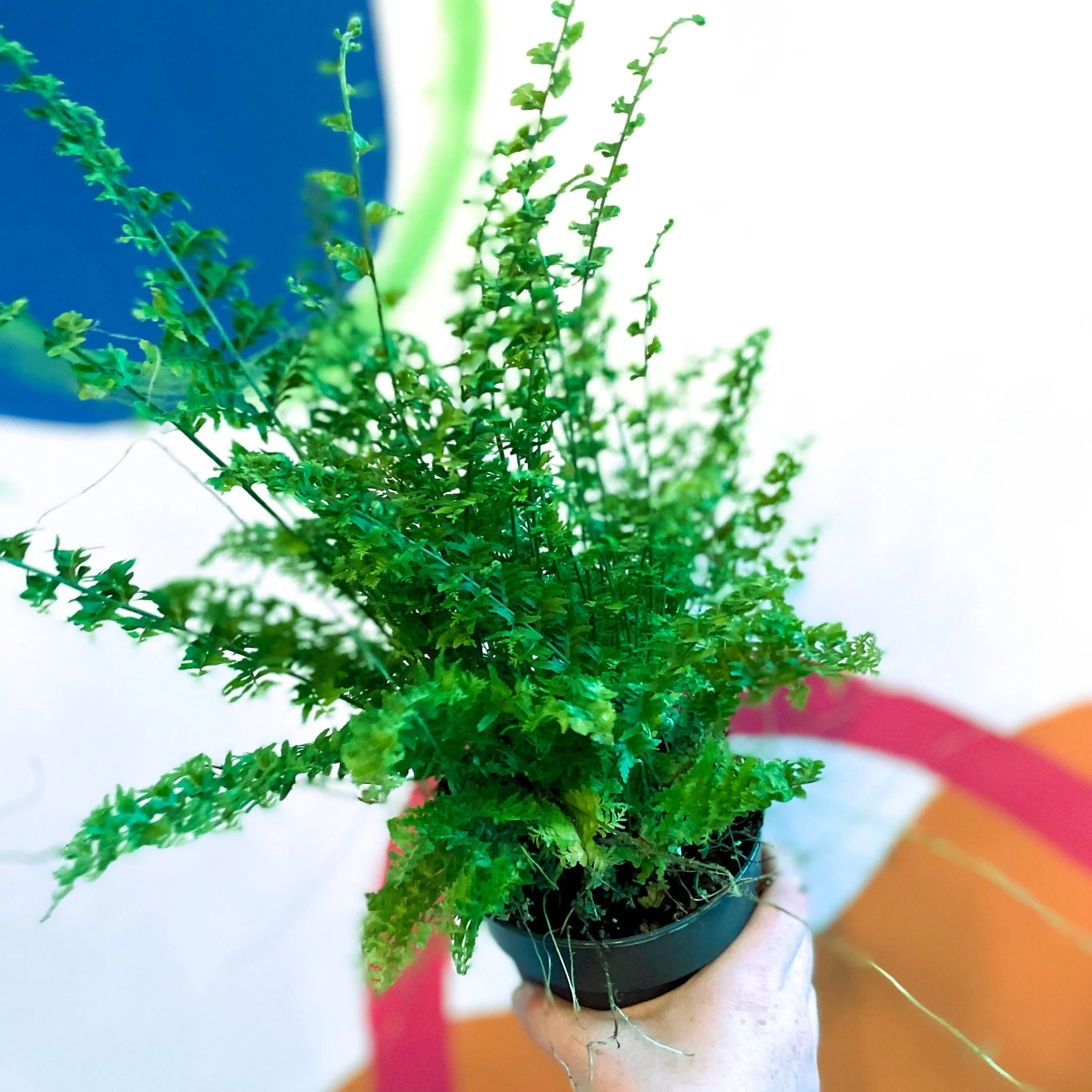 Nephrolepis exaltata 'Green Fantasy' - Boston Fern - Image 9