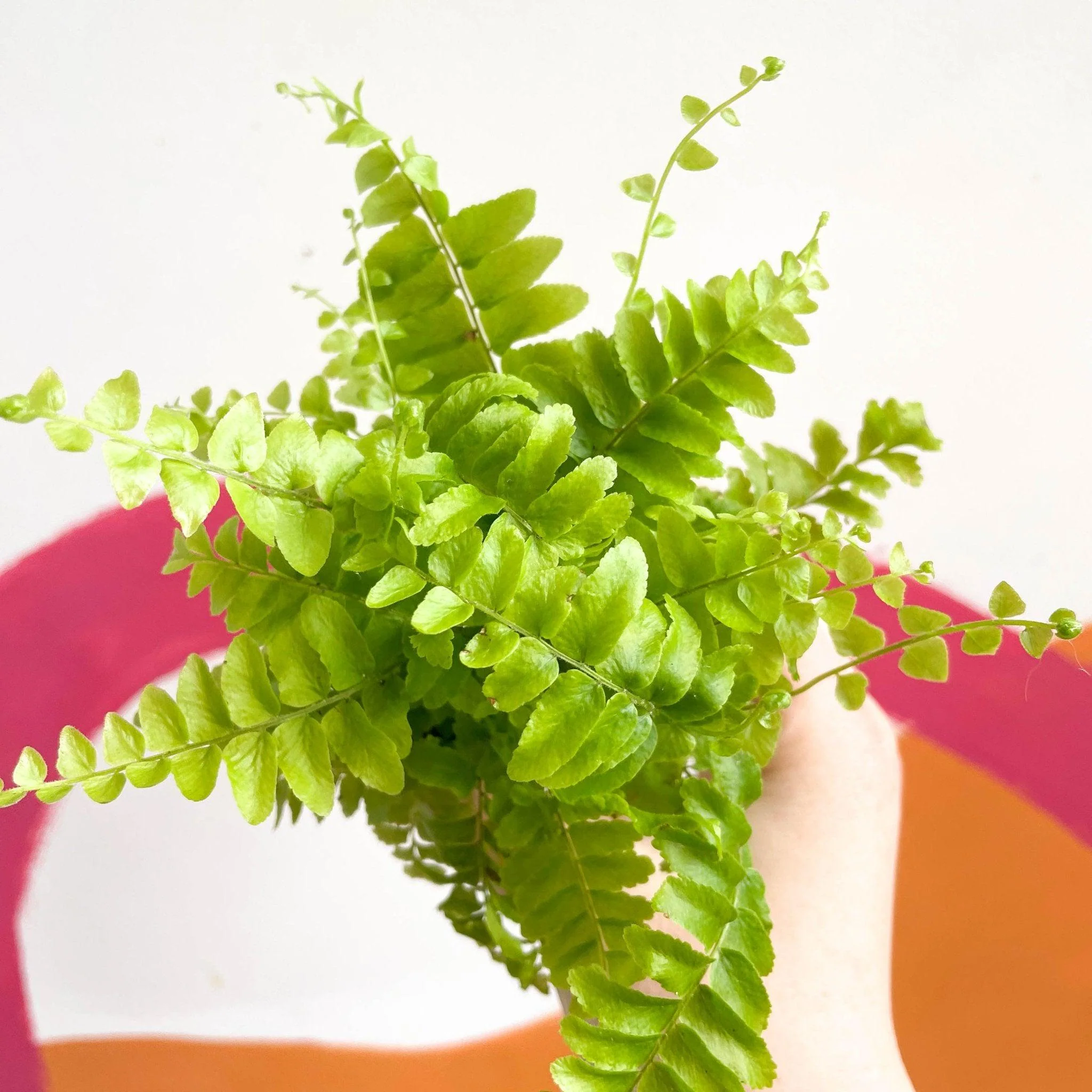 Nephrolepis exaltata 'Green Moment' - Boston Fern - Image 10