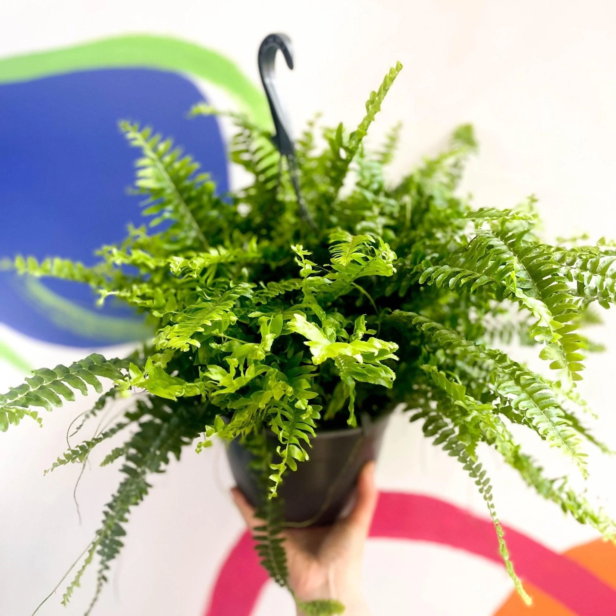 Nephrolepis exaltata 'Green Moment' - Boston Fern - Image 3
