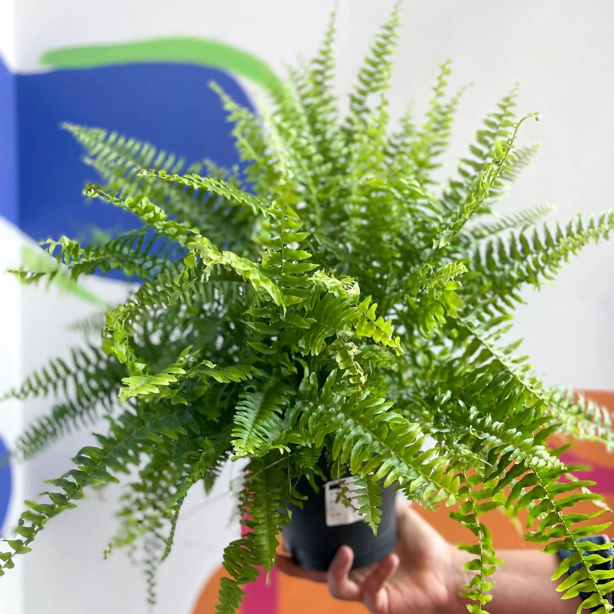 Nephrolepis exaltata 'Green Moment' - Boston Fern - Image 4