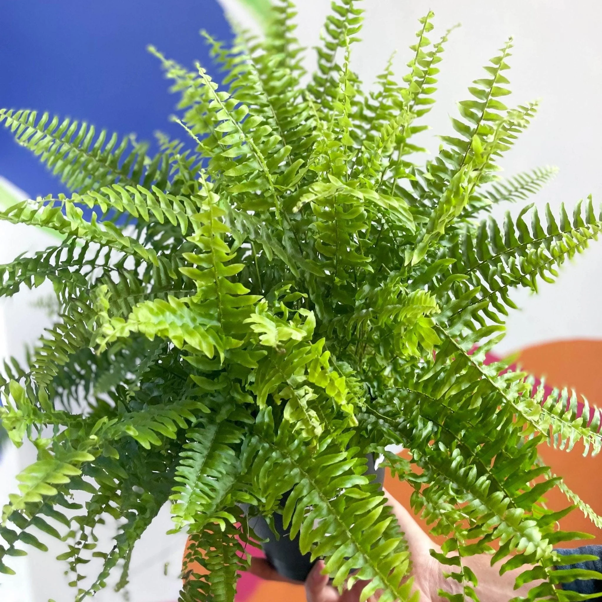 Nephrolepis exaltata 'Green Moment' - Boston Fern - Image 5