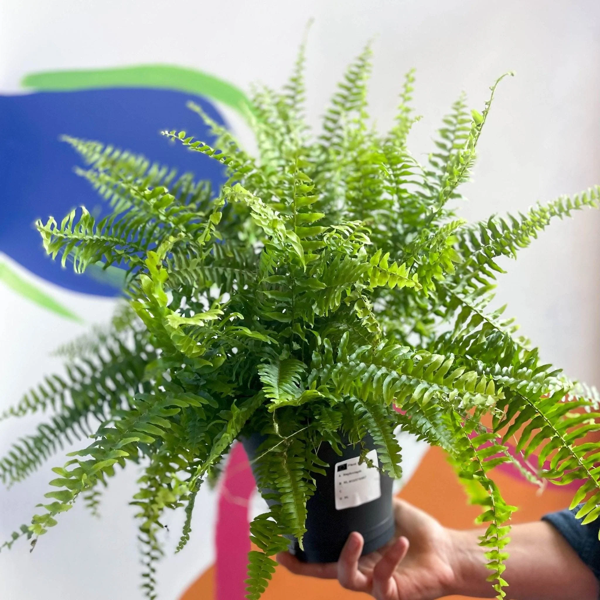 Nephrolepis exaltata 'Green Moment' - Boston Fern - Image 6