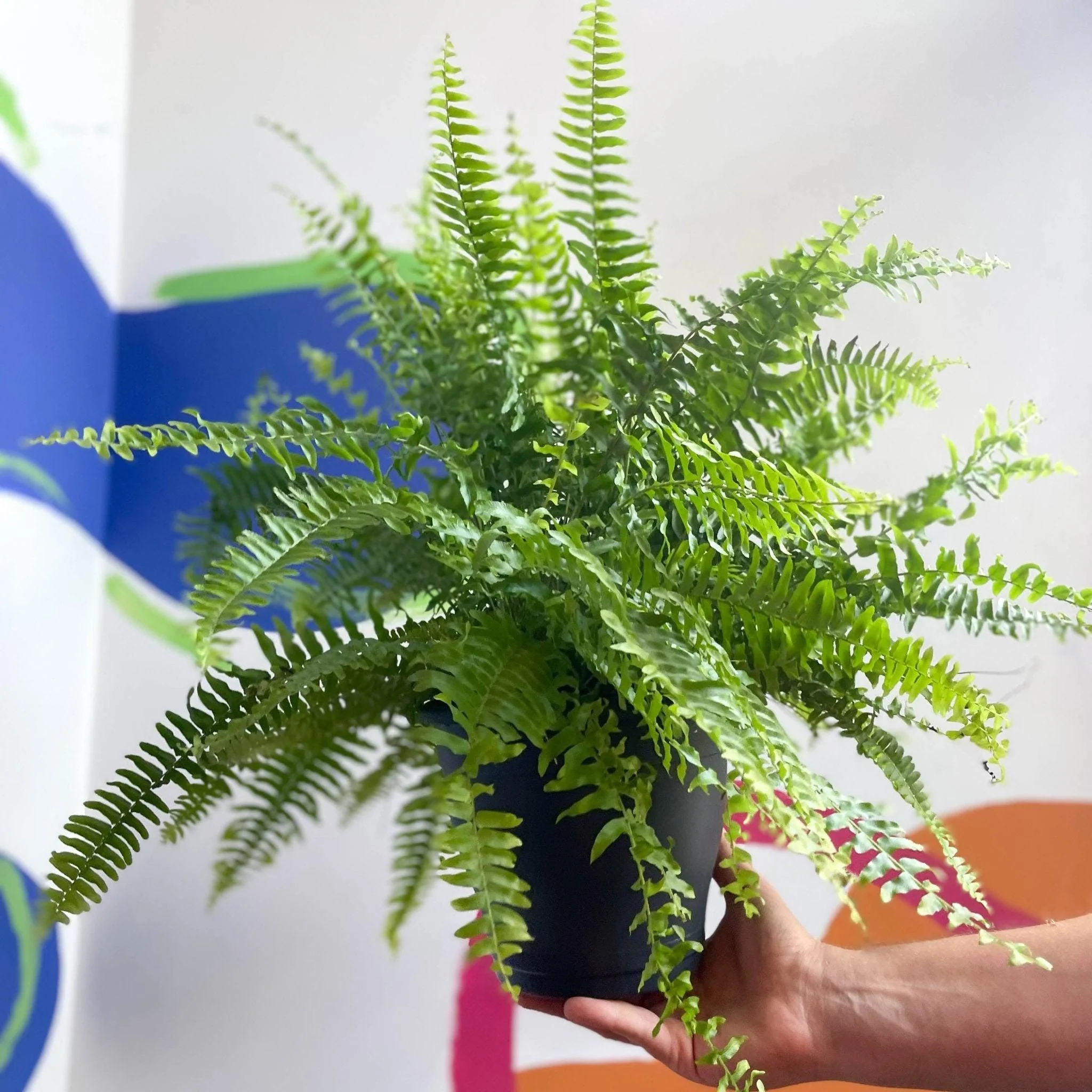 Nephrolepis exaltata 'Green Moment' - Boston Fern - Image 7