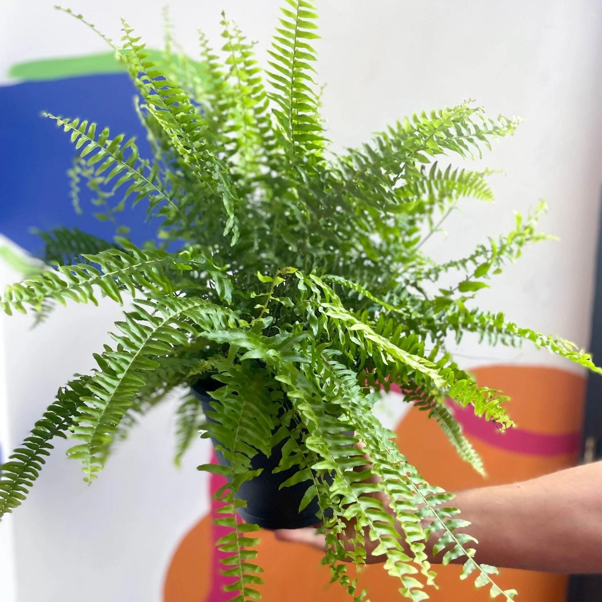 Nephrolepis exaltata 'Green Moment' - Boston Fern - Image 8