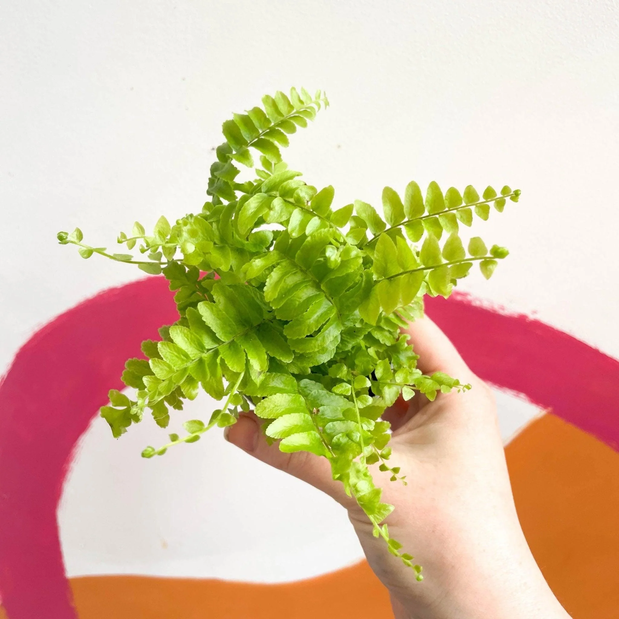 Nephrolepis exaltata 'Green Moment' - Boston Fern - Image 9