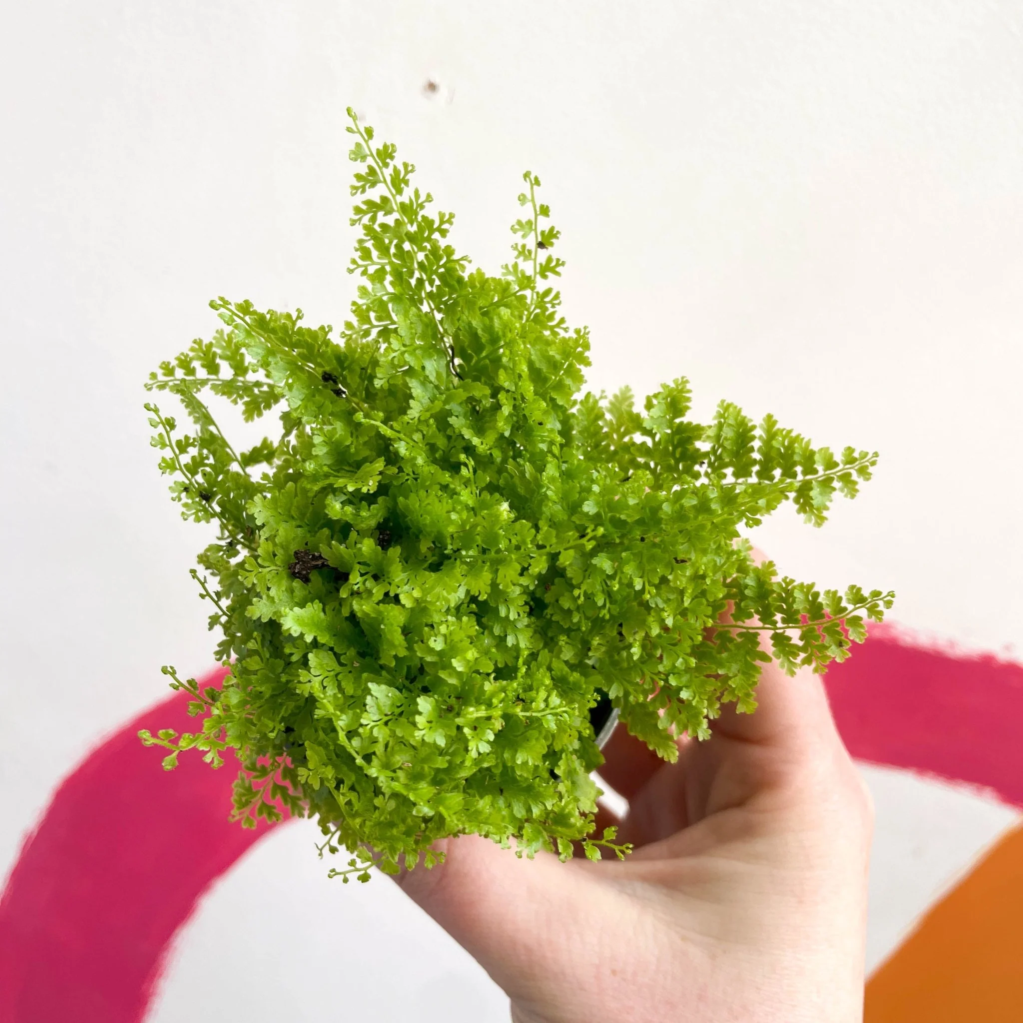 Nephrolepis exaltata 'Cotton Candy' - Boston Fern
