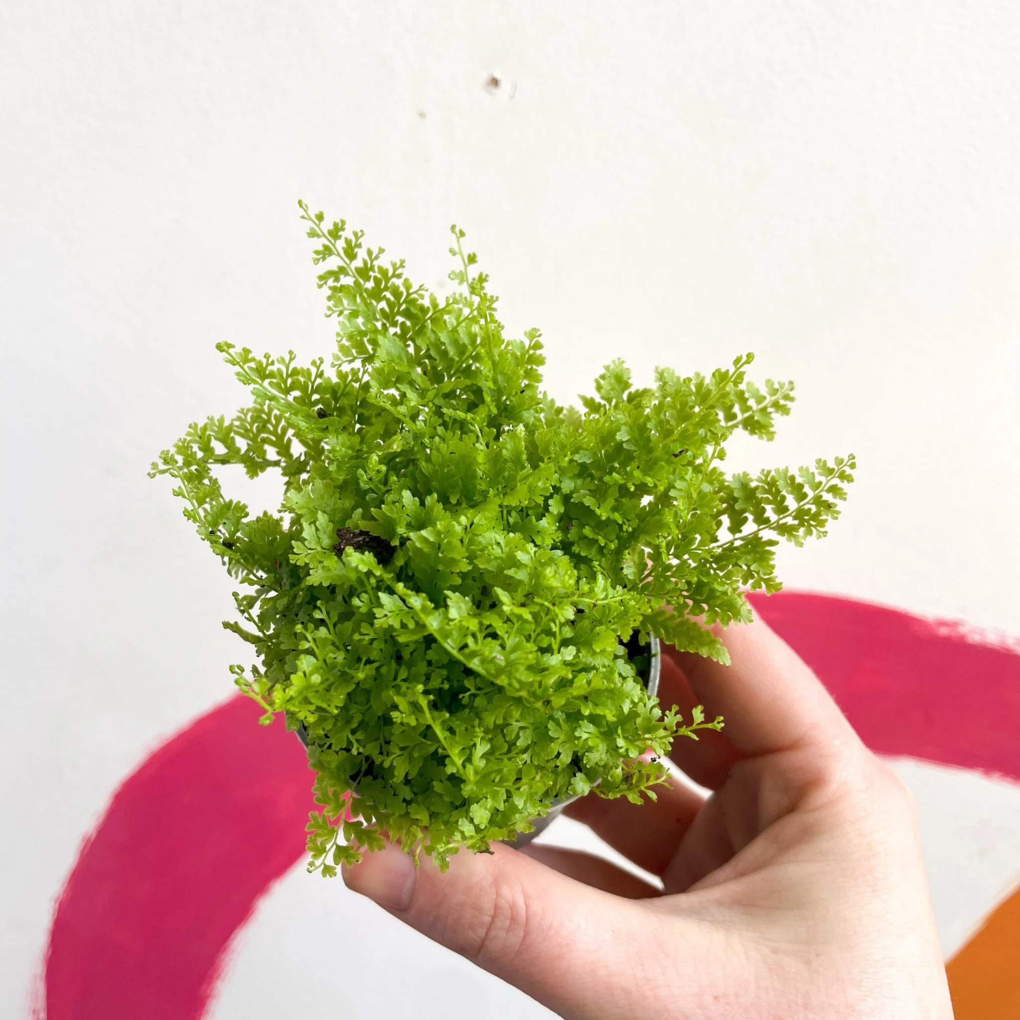Nephrolepis exaltata 'Cotton Candy' - Boston Fern - Image 3