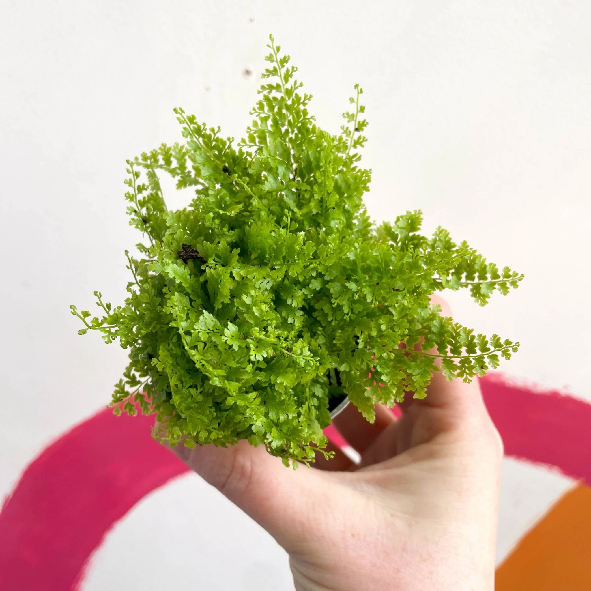 Nephrolepis exaltata 'Cotton Candy' - Boston Fern - Image 4