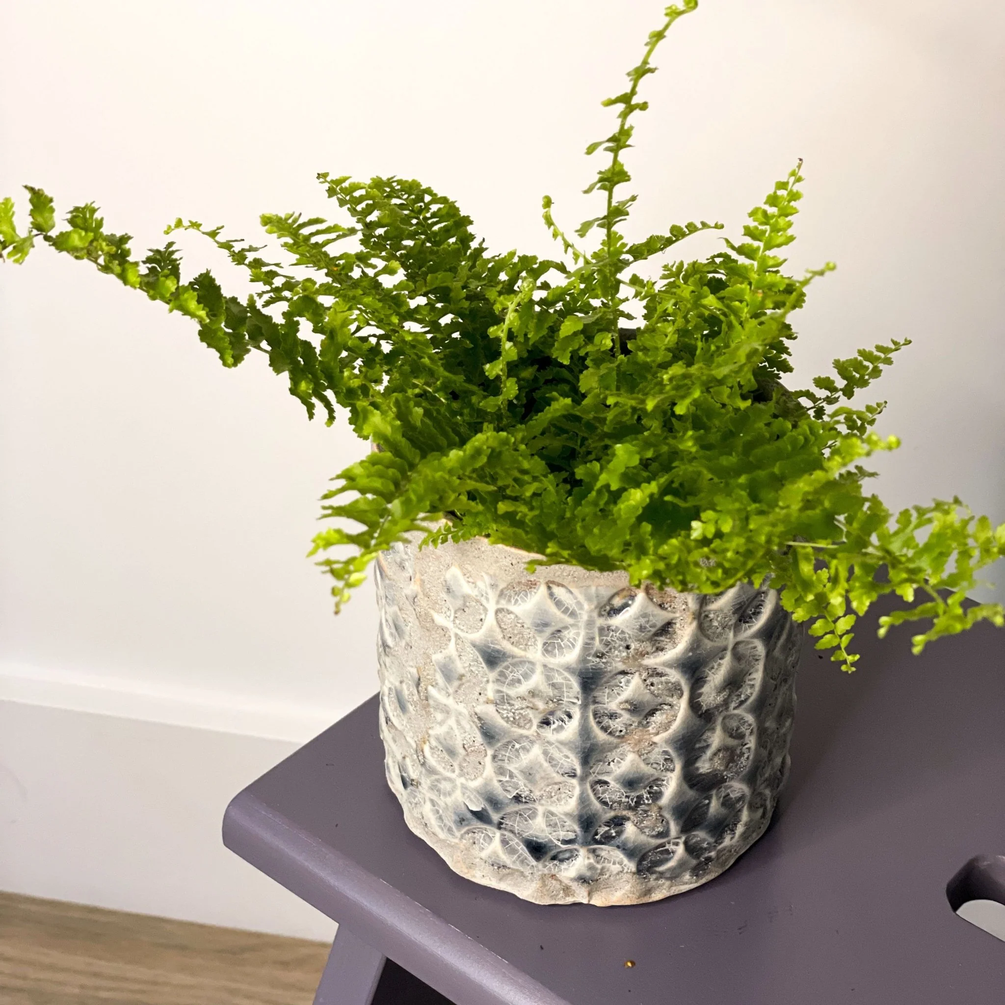 Nephrolepis exaltata vitale 'Krulvaren' - Boston Fern