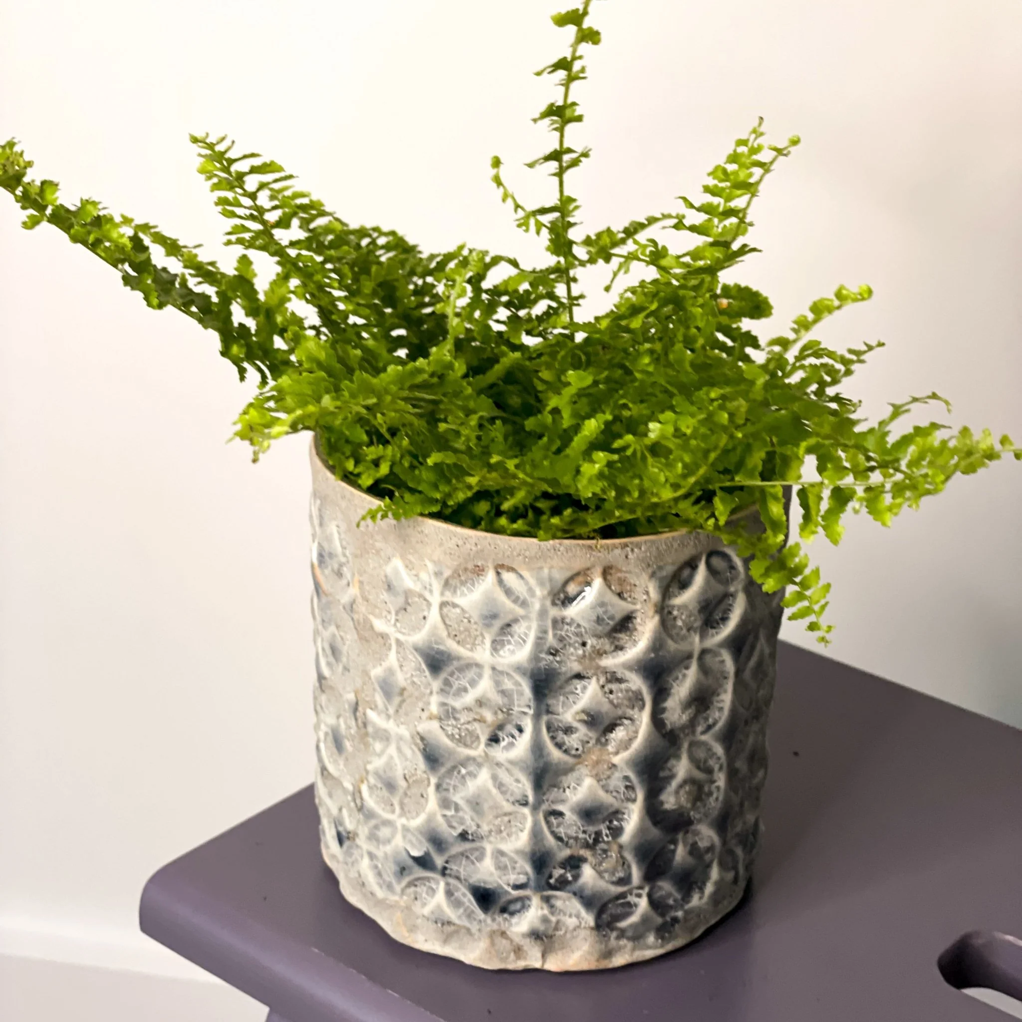 Nephrolepis exaltata vitale 'Krulvaren' - Boston Fern - Image 2
