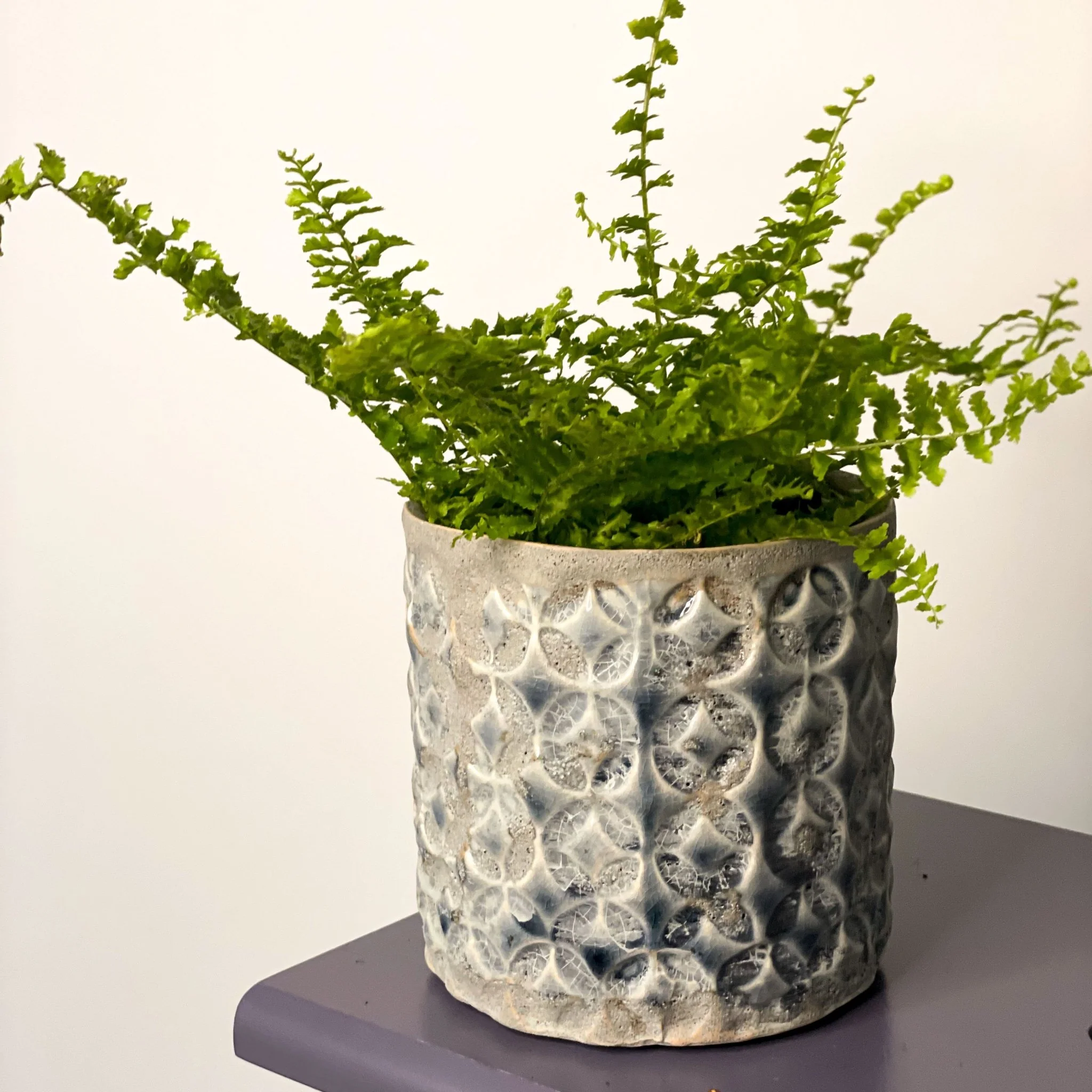 Nephrolepis exaltata vitale 'Krulvaren' - Boston Fern - Image 3