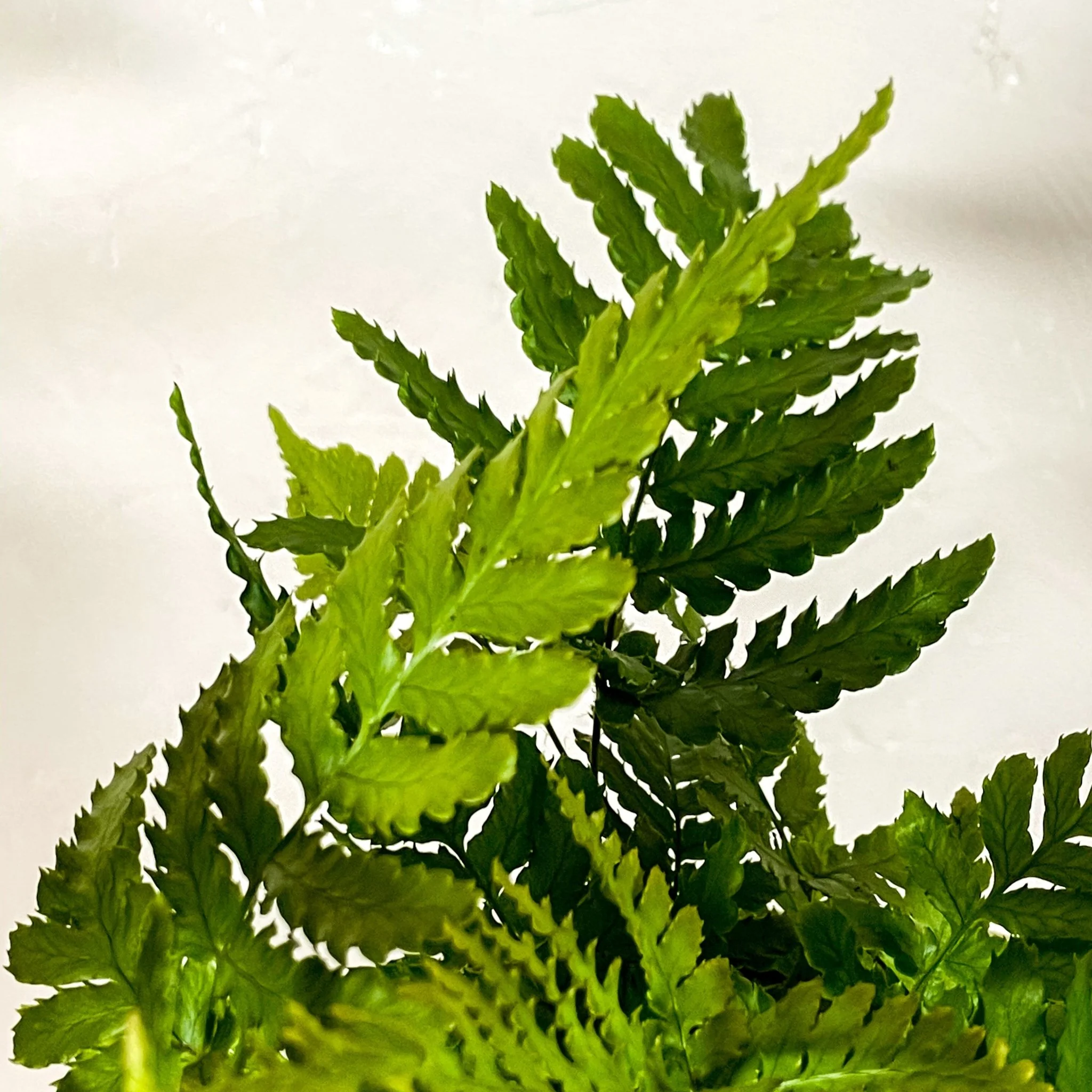 Bracken Fern - Pteris - Image 4
