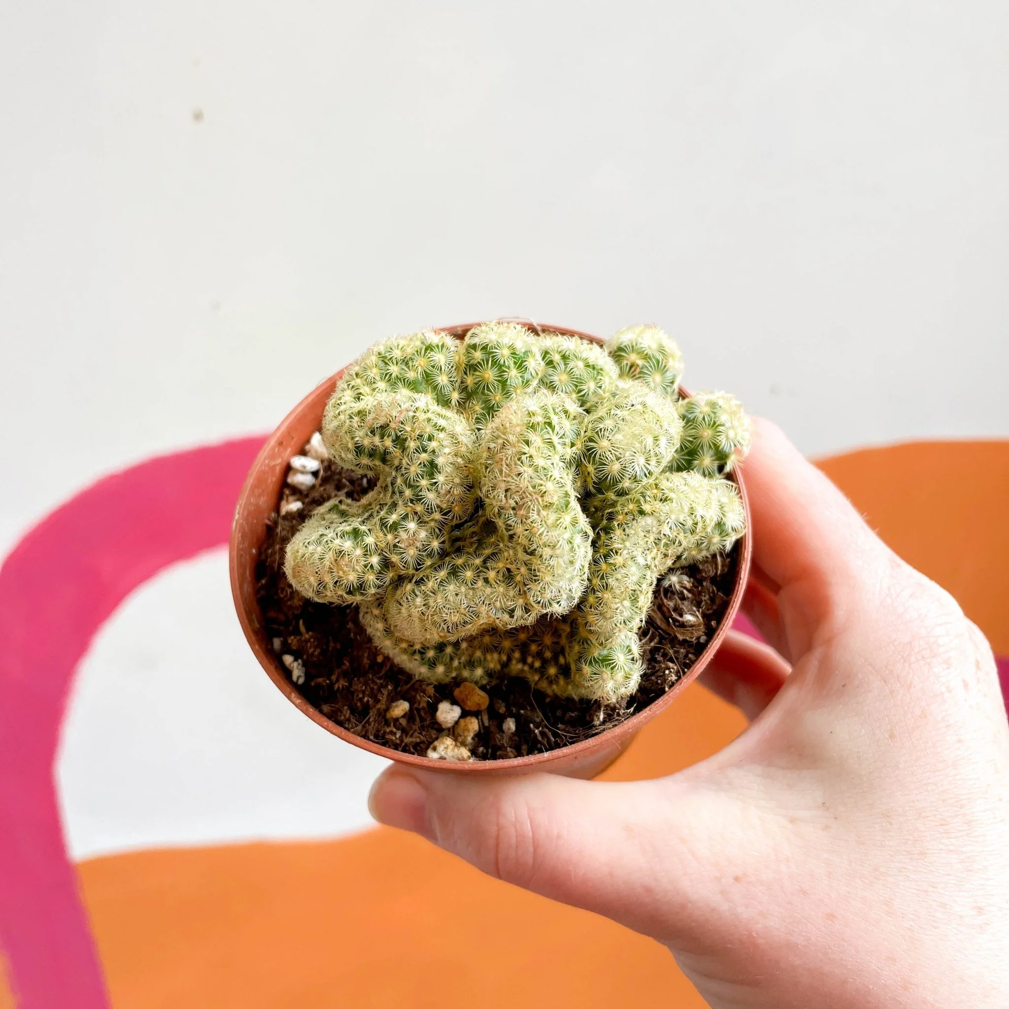 Brain Cactus - Mammillaria elongata 'Cristata' - Image 4