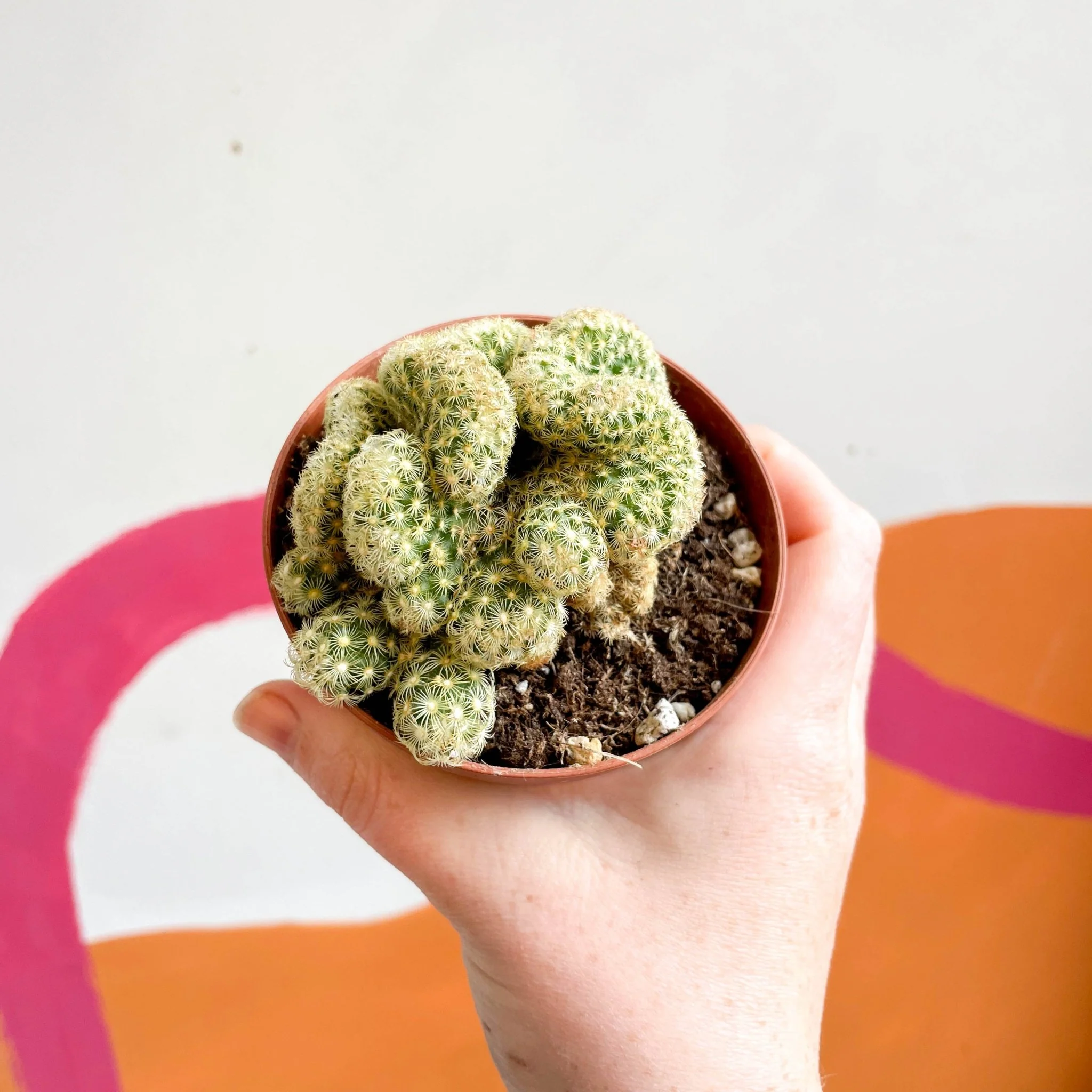 Brain Cactus - Mammillaria elongata 'Cristata' - Image 6