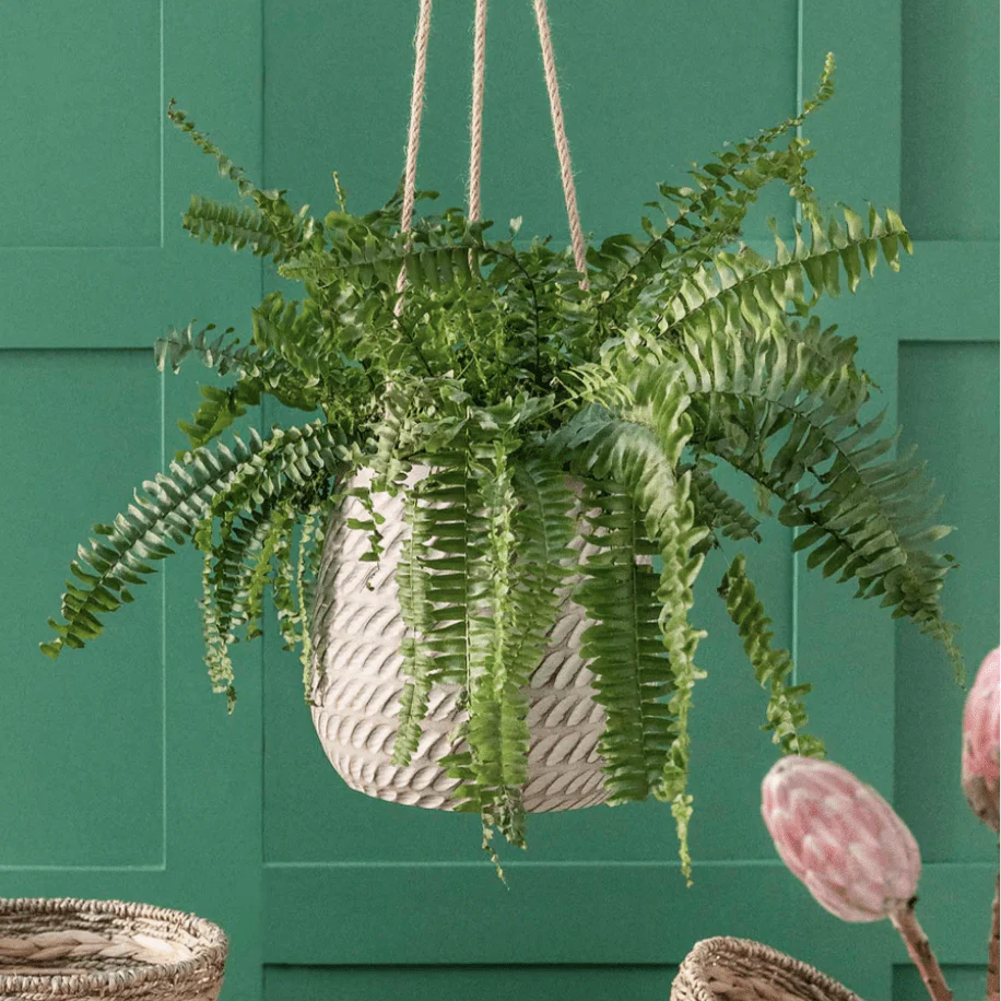 Bramdean Hanging Plant Pot