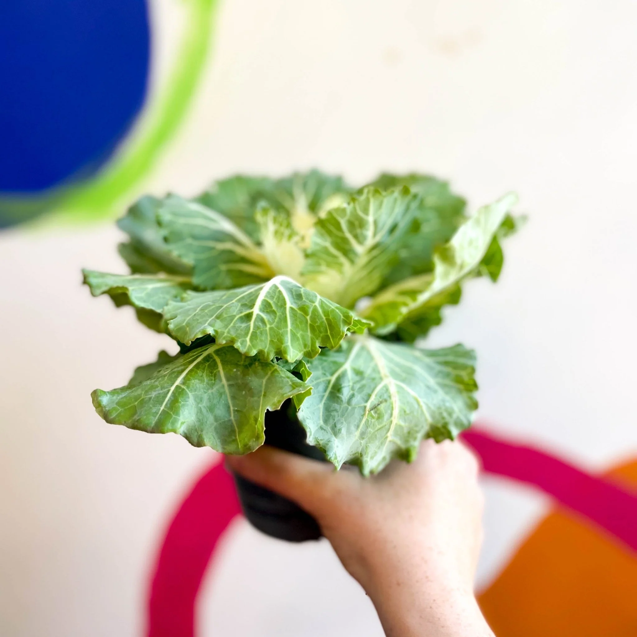 Brassica oleracea - Ornamental Cabbage or Kale - Lucky Mix - Image 12