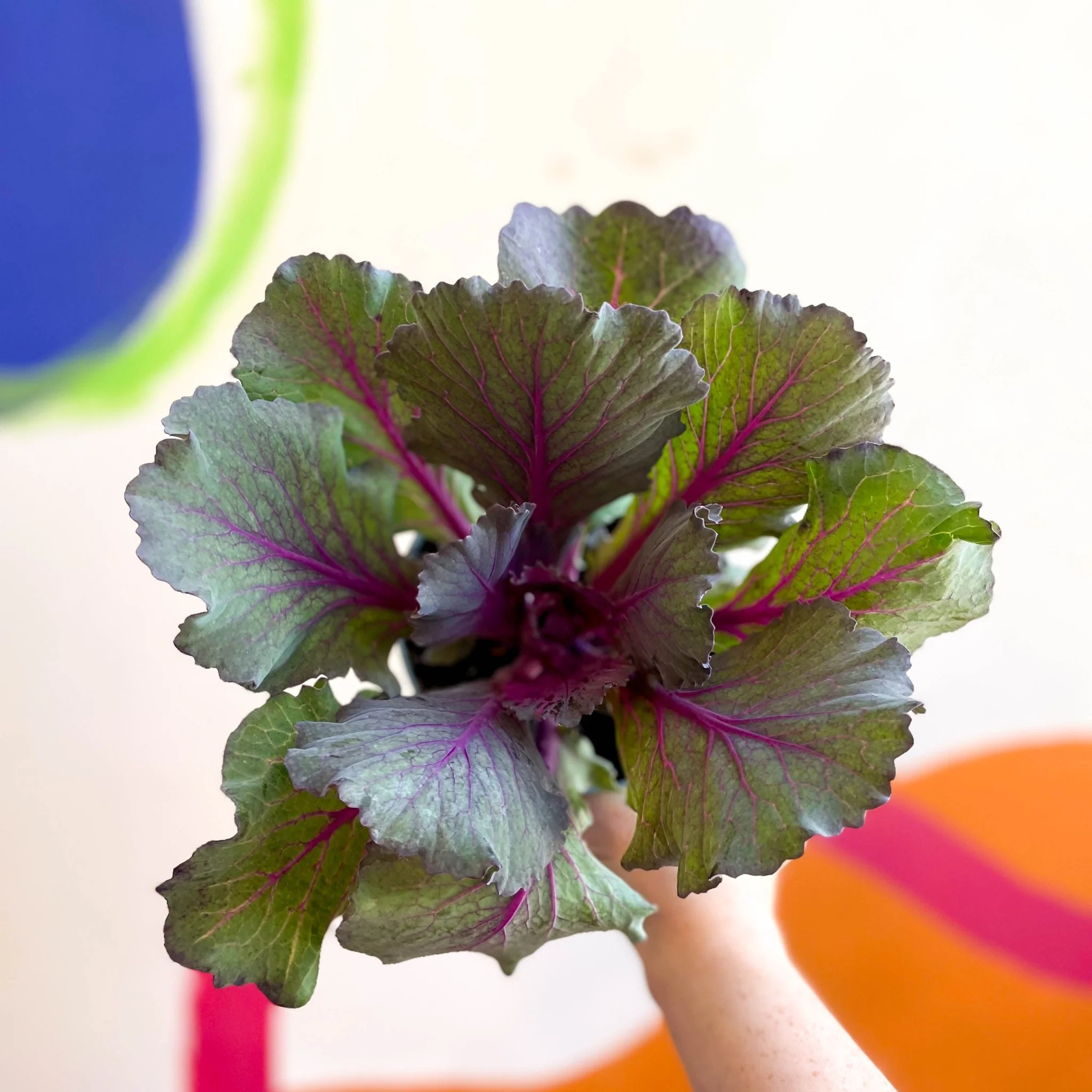 Brassica oleracea - Ornamental Cabbage or Kale - Lucky Mix - Image 2