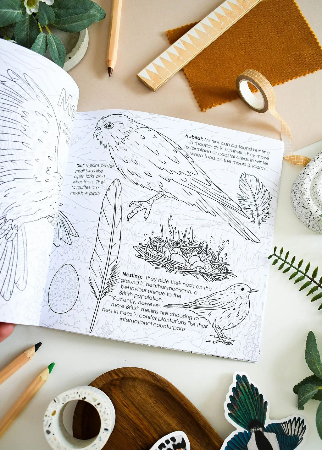 British Bird of Prey Educational Colouring Book - Image 11