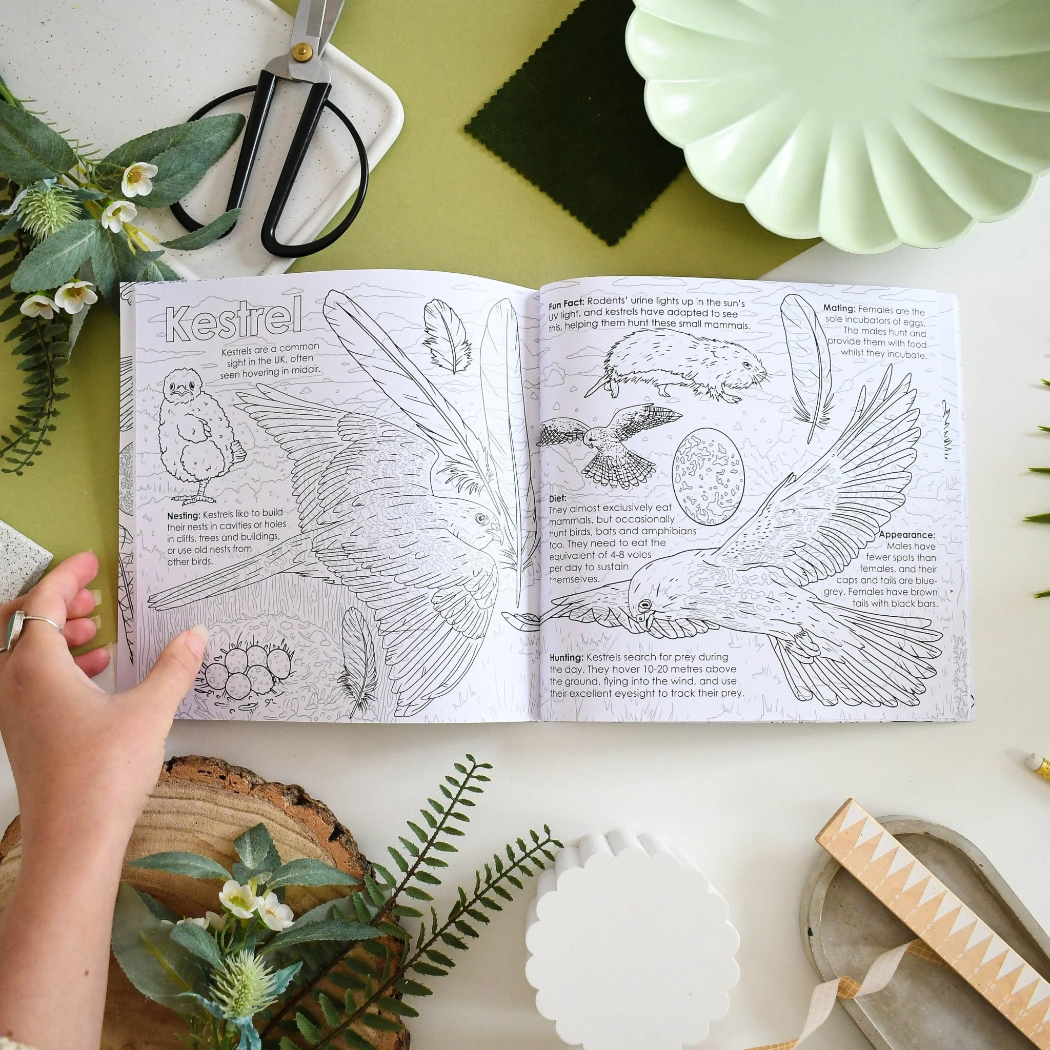 British Bird of Prey Educational Colouring Book - Image 2