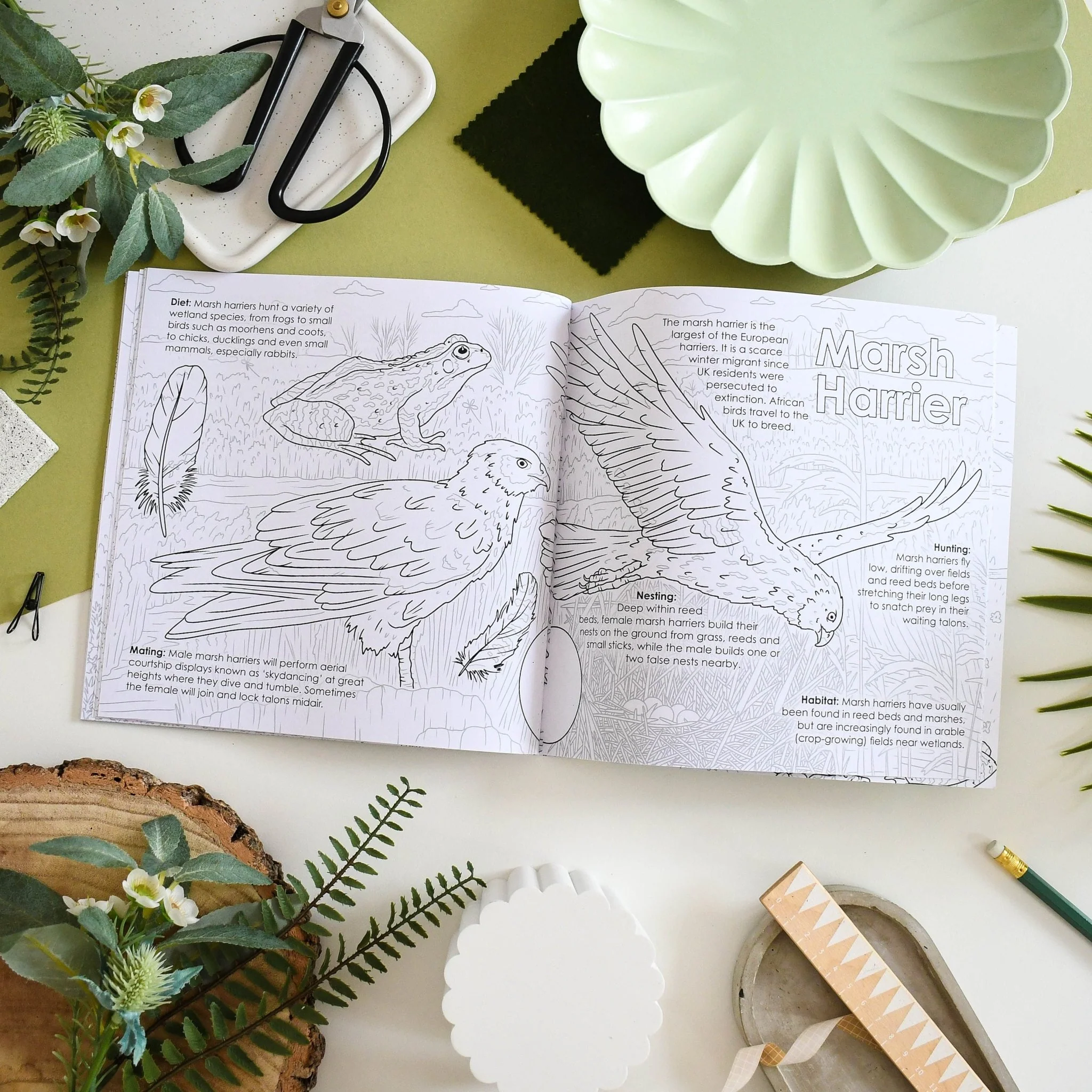 British Bird of Prey Educational Colouring Book - Image 3